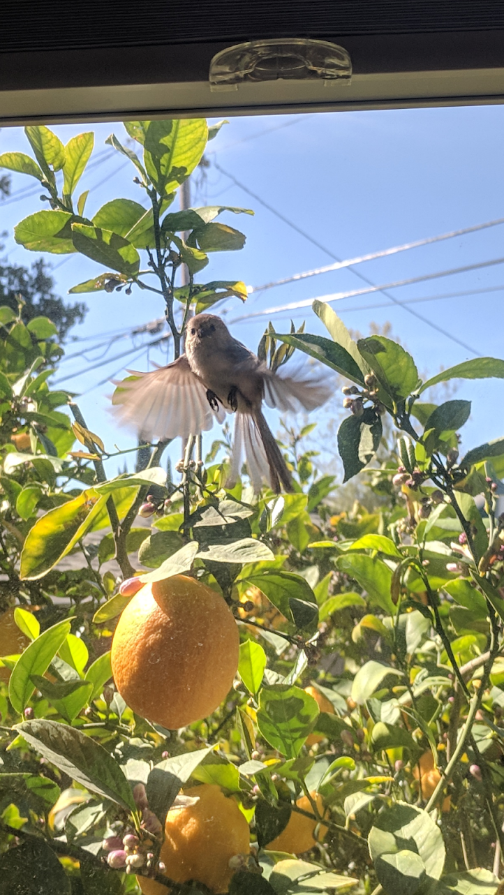 bushtit