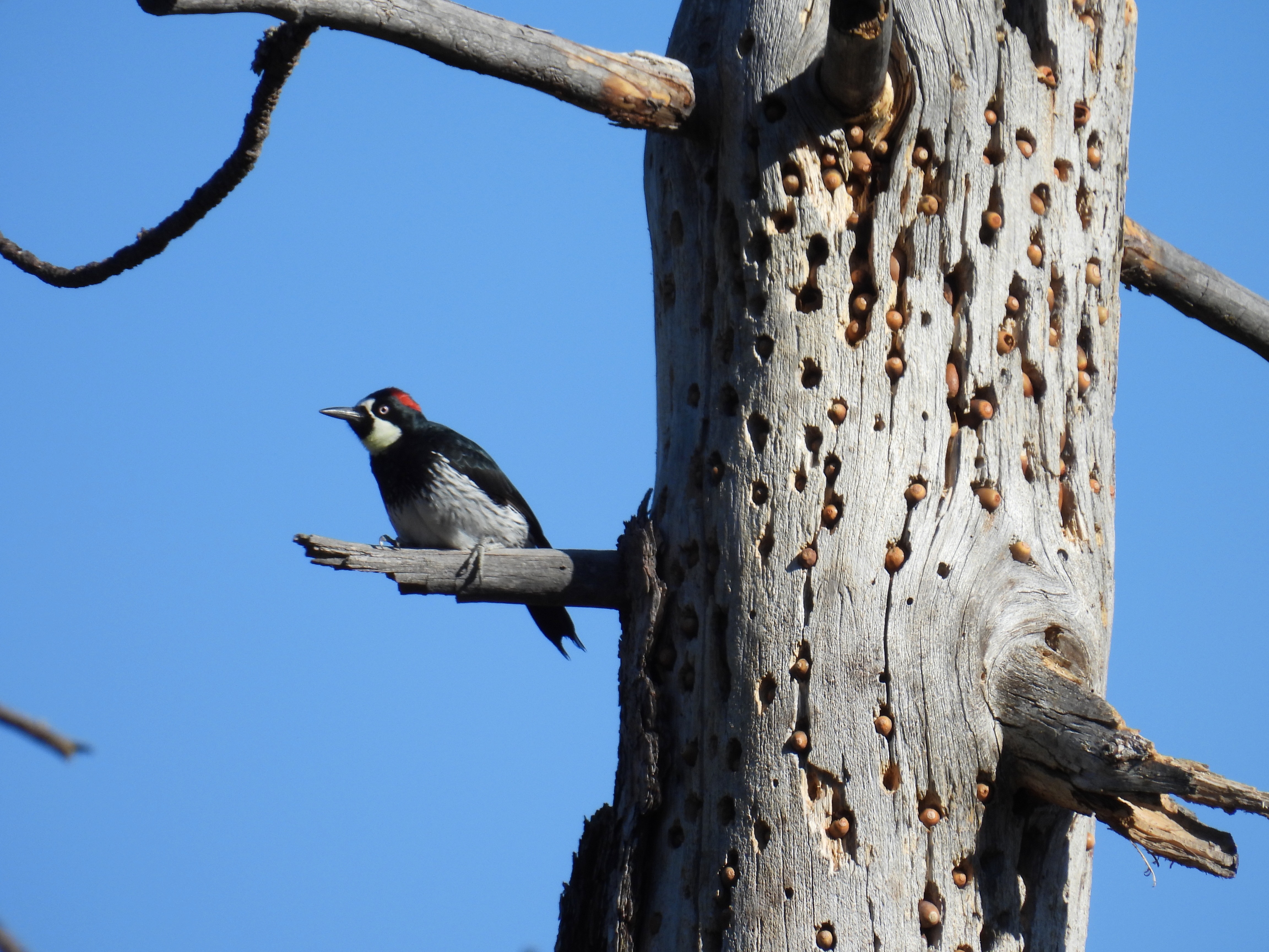 acorn woodpecker