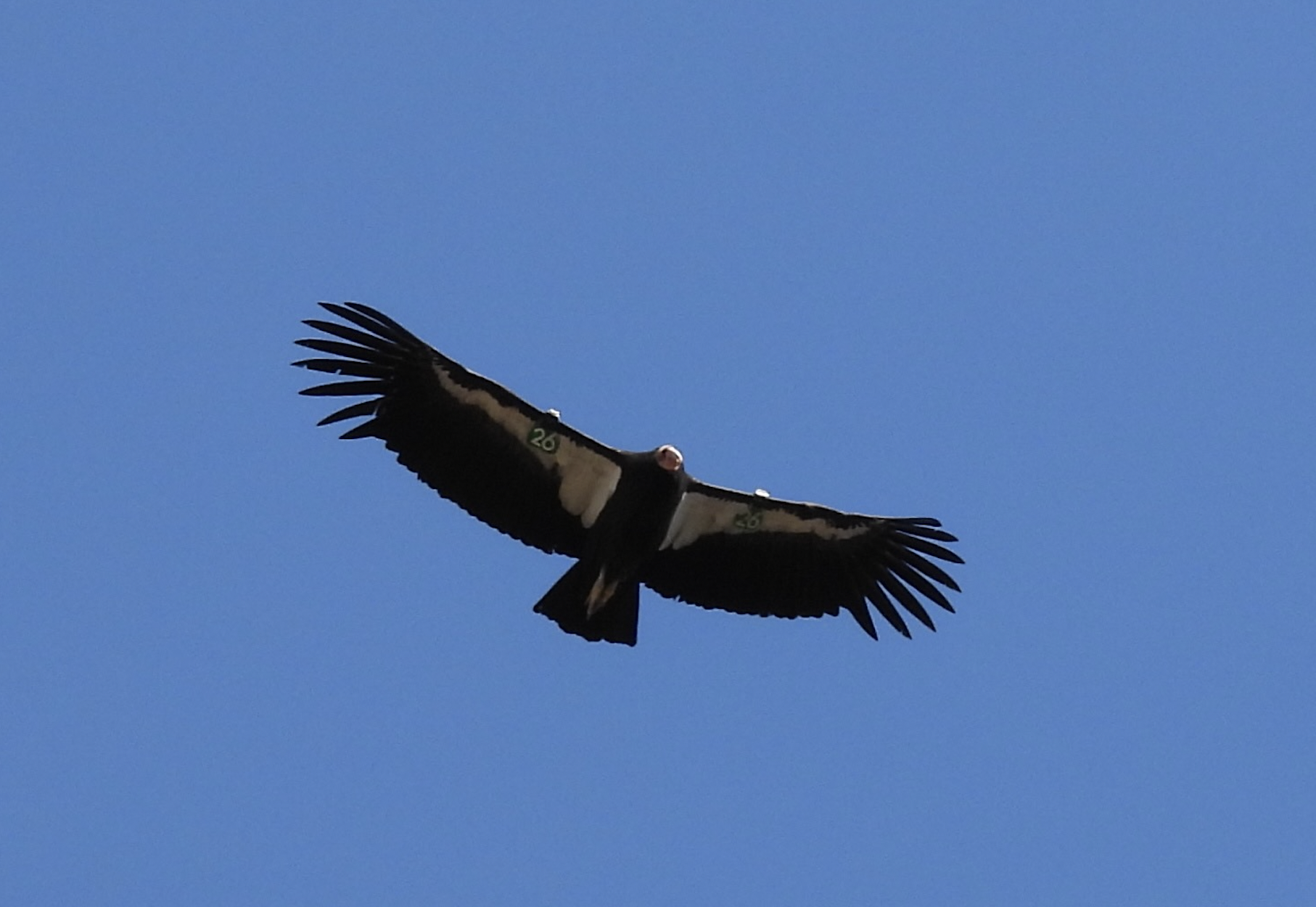 california condor