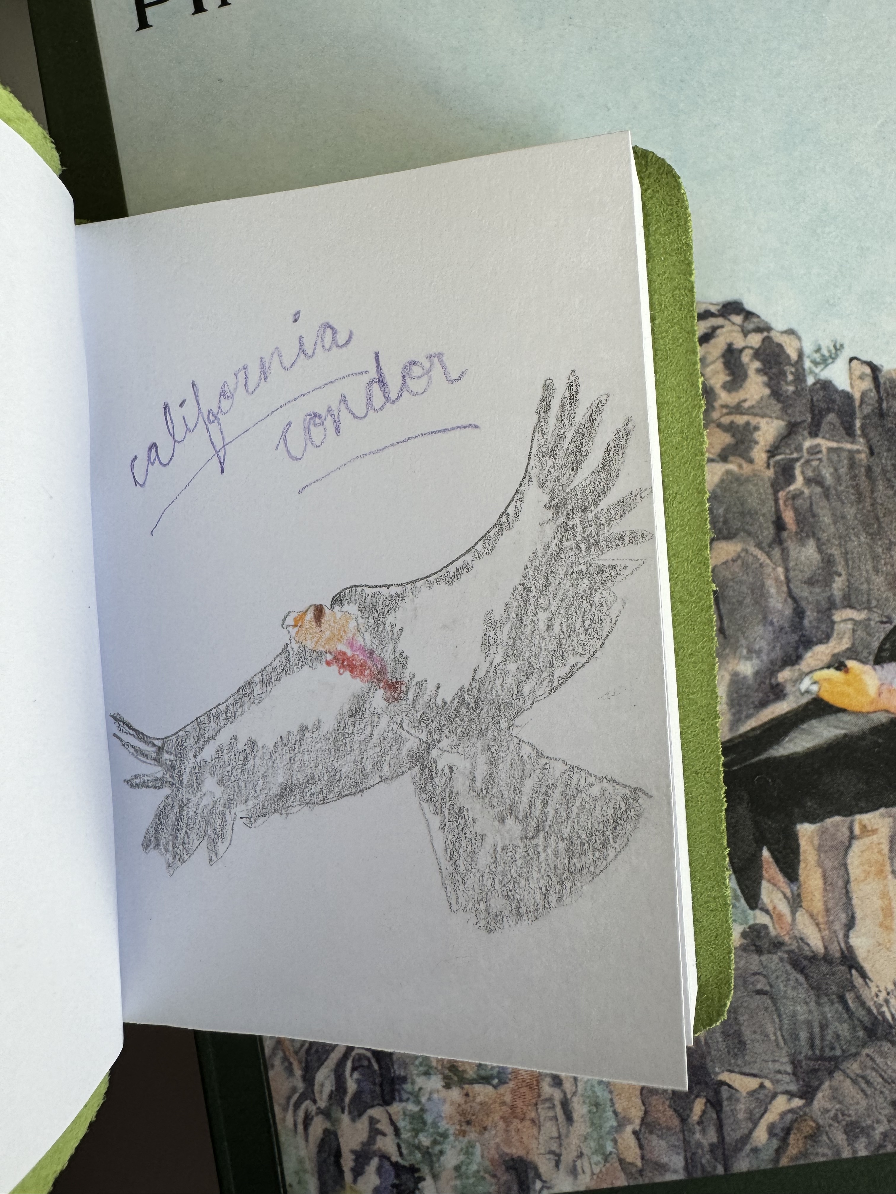 california condor drawing