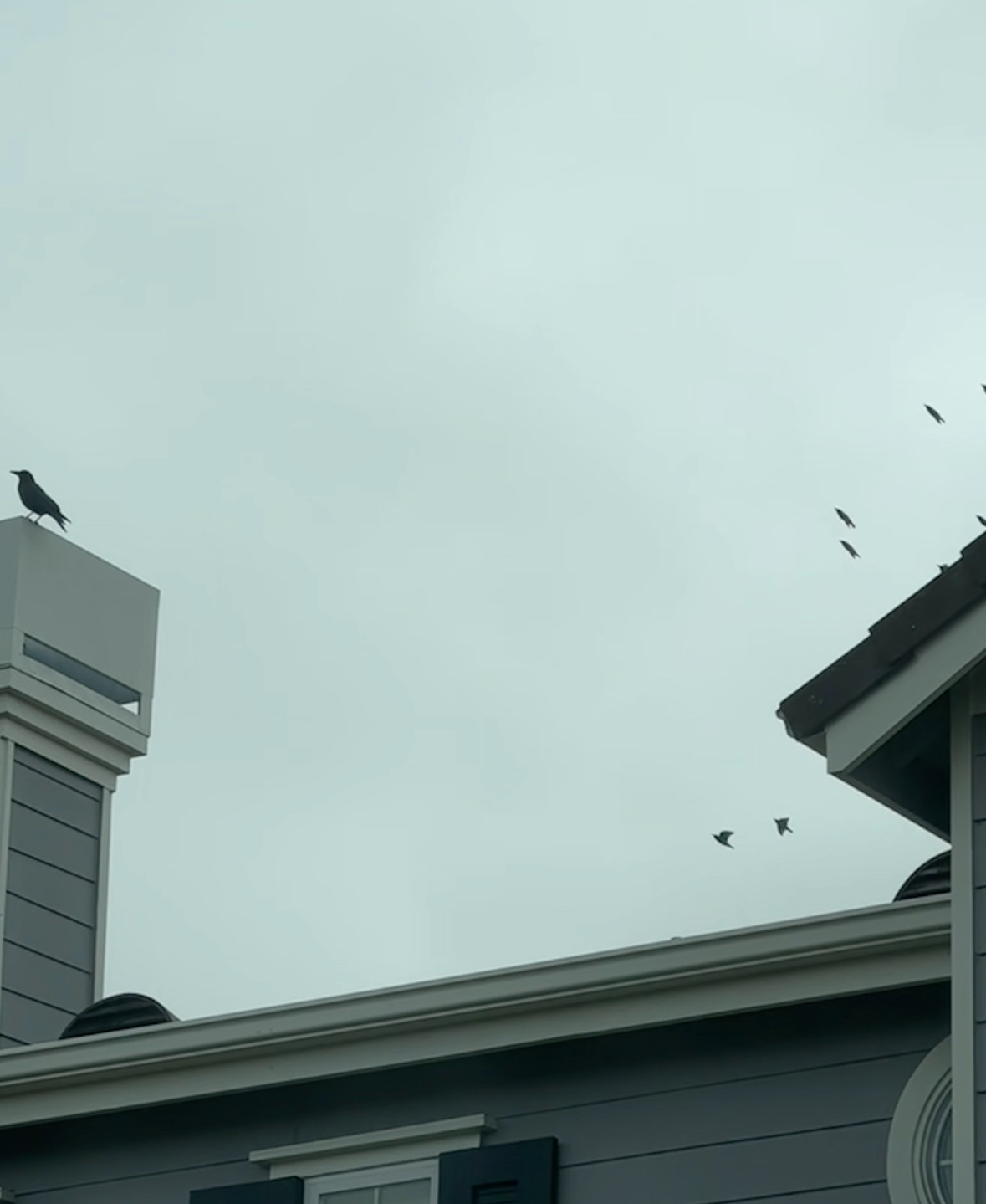 crow versus starlings