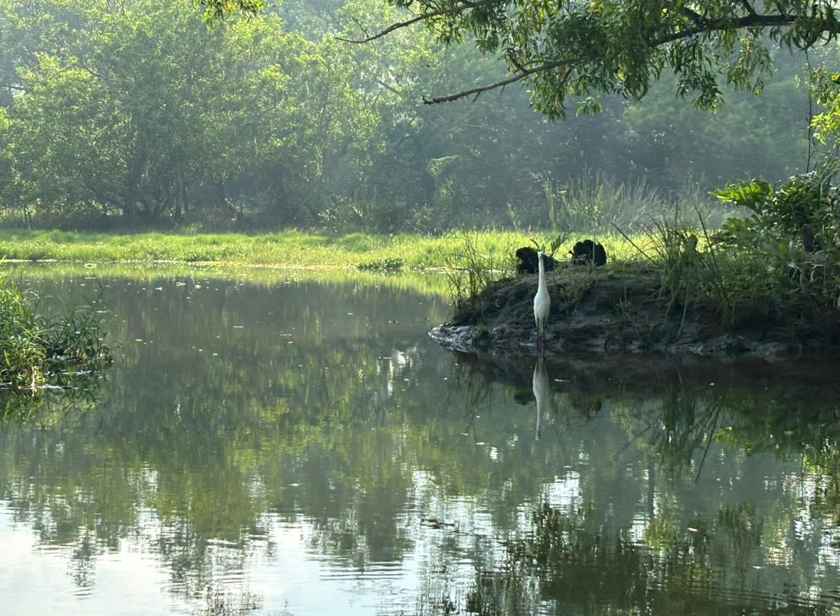 indian bird 2