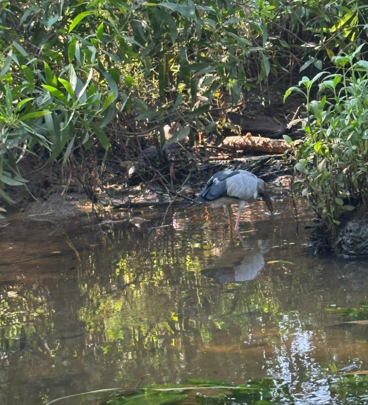 indian bird 3