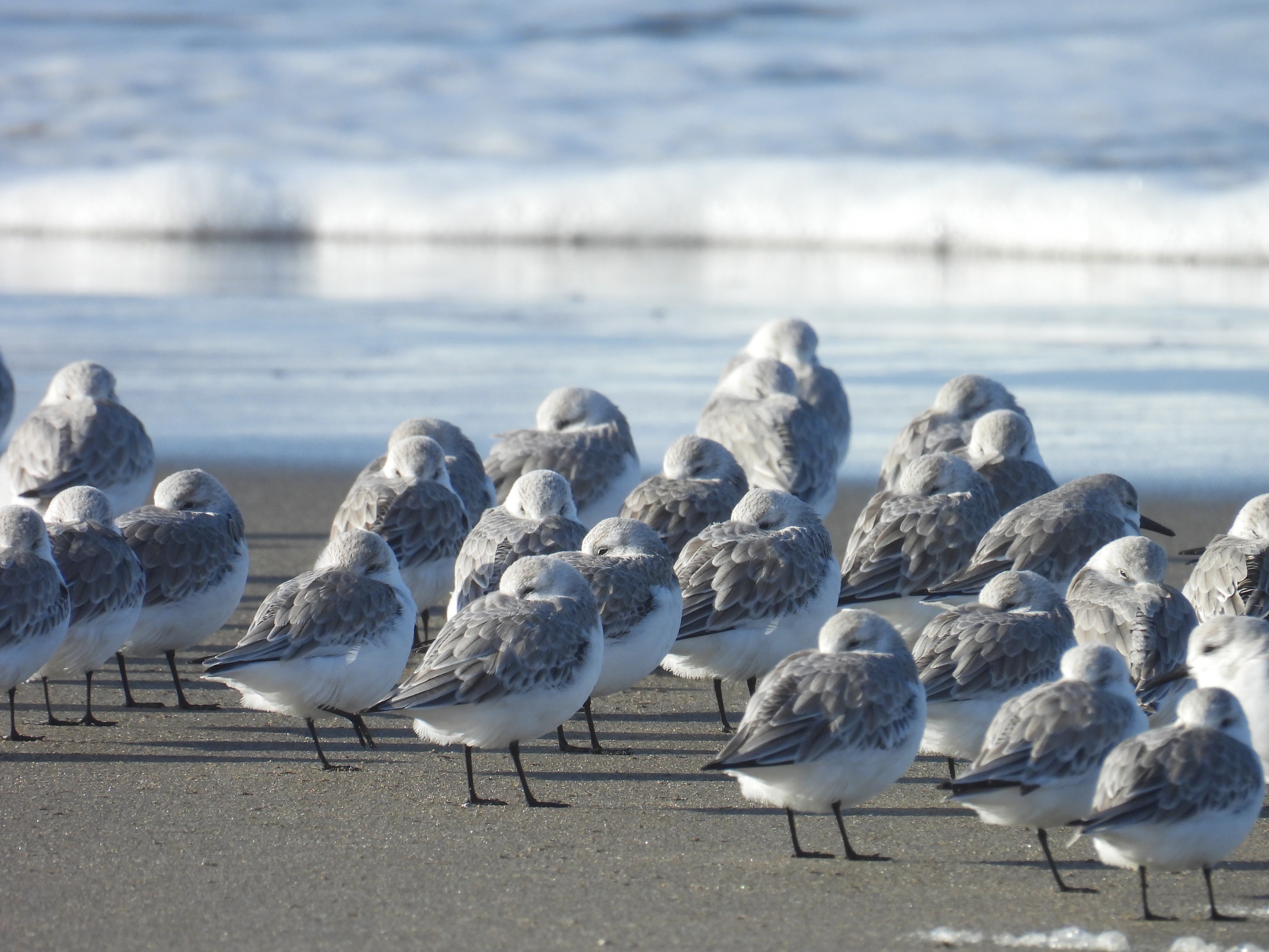 sanderlings