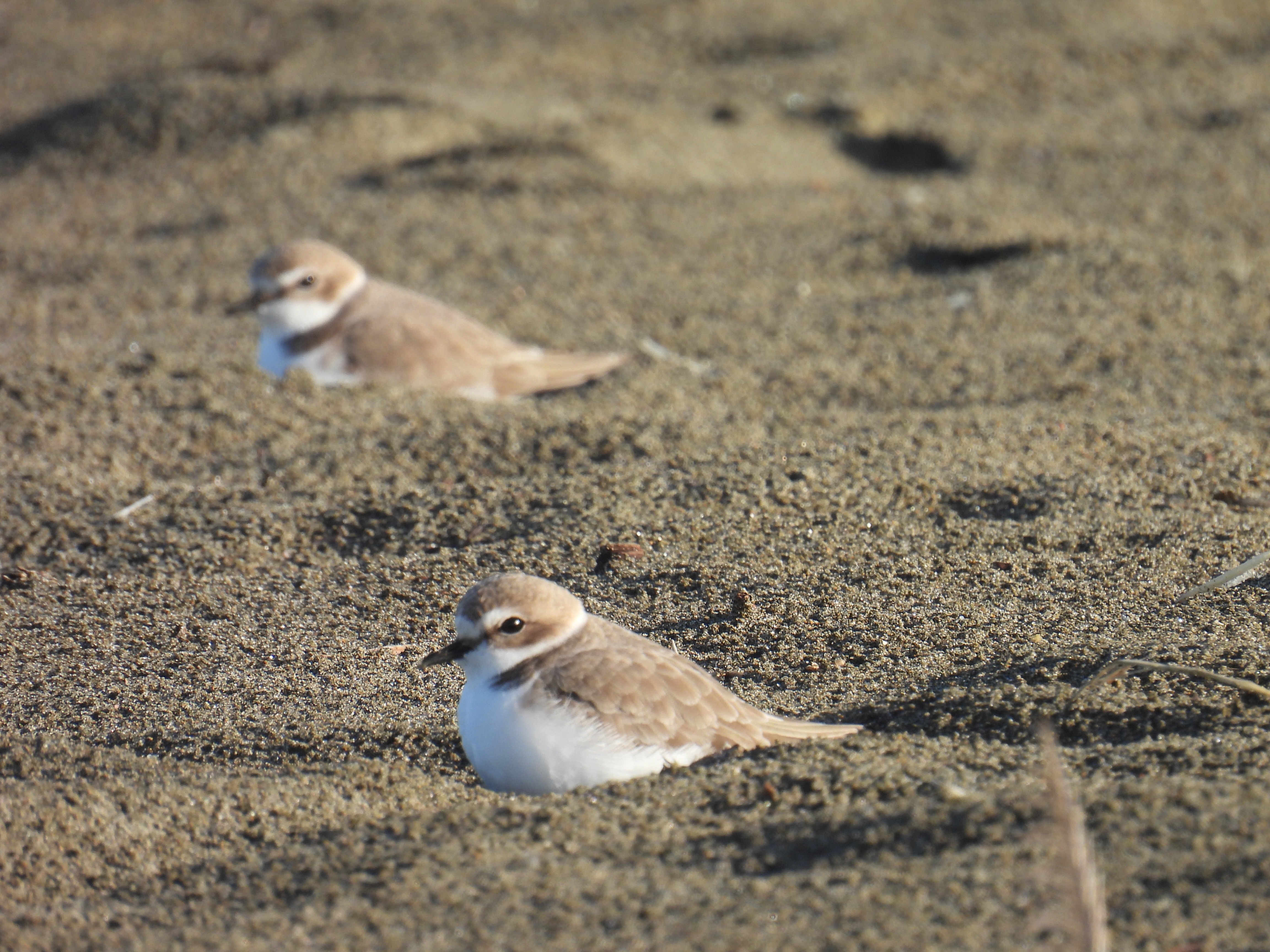 western snowy plover