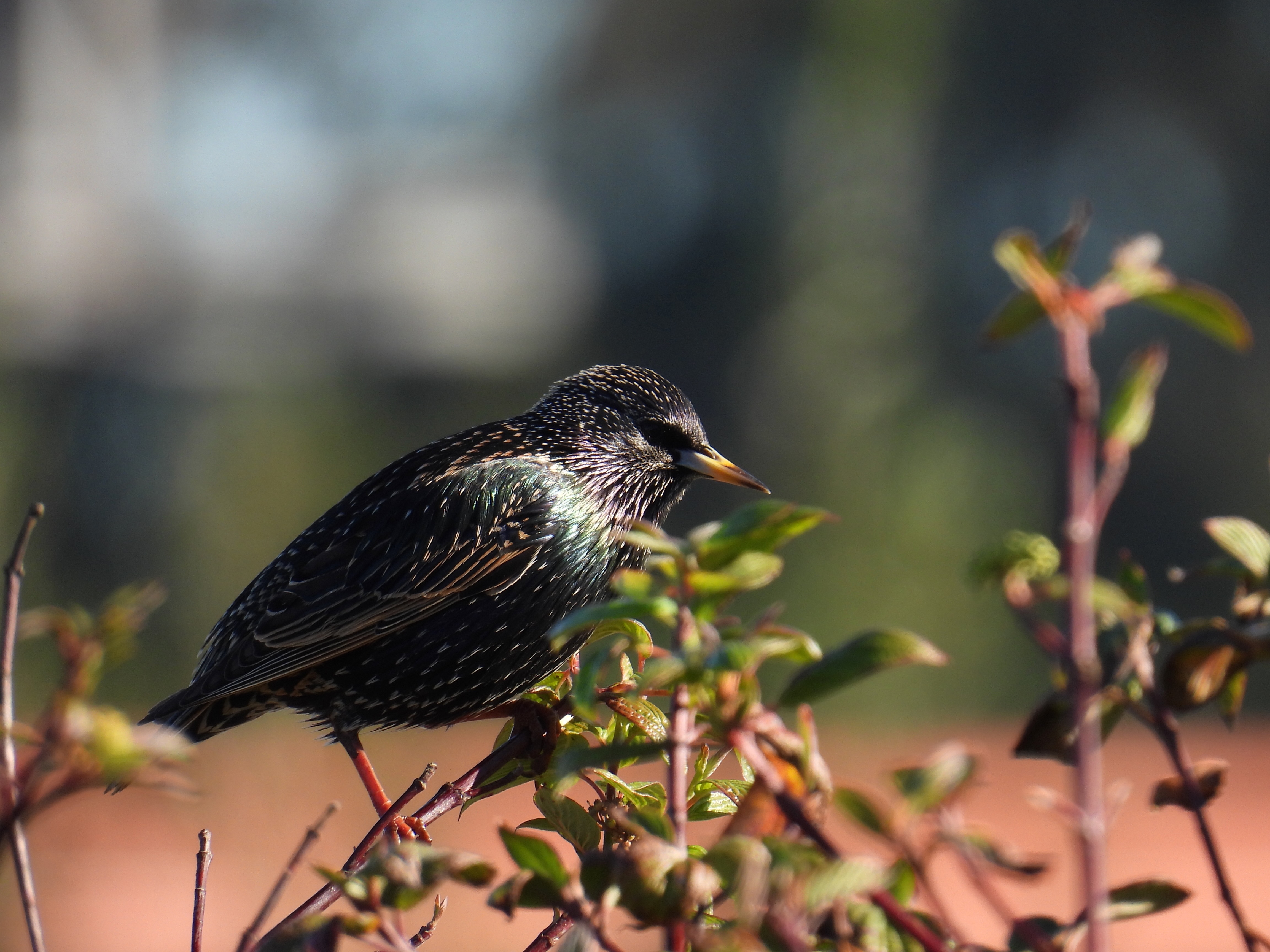 starling