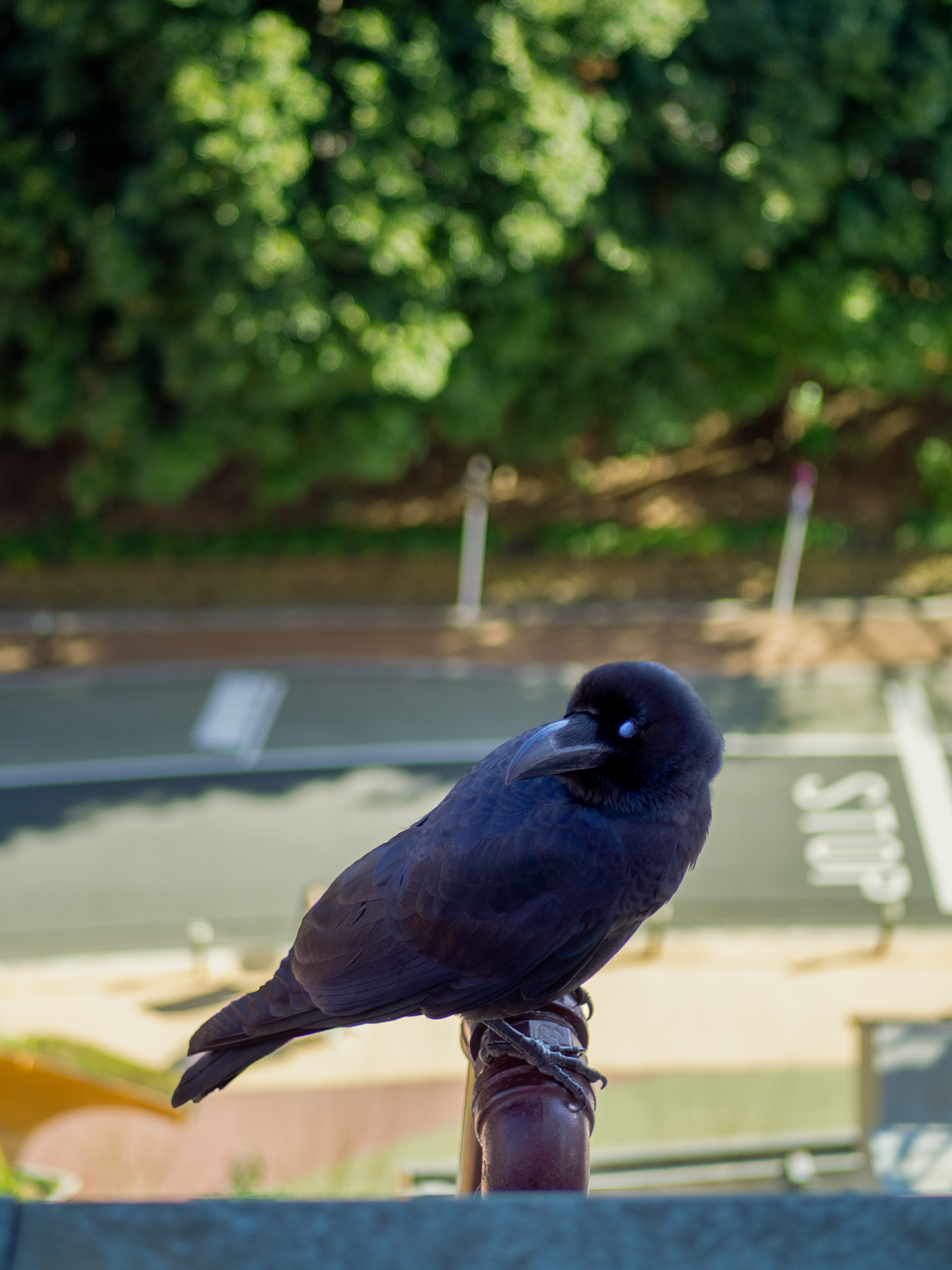 large-billed crow