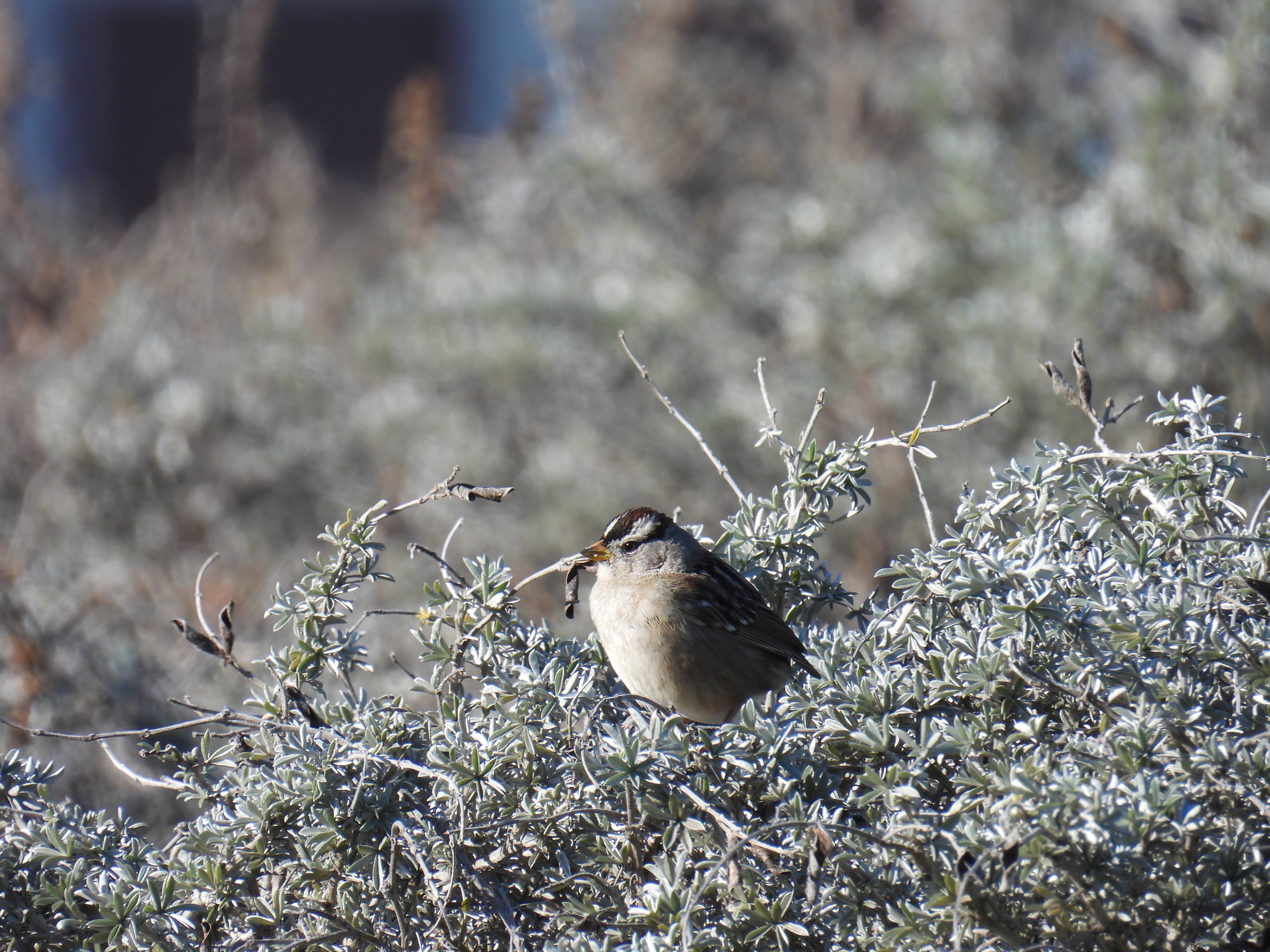 white crowned sparrow