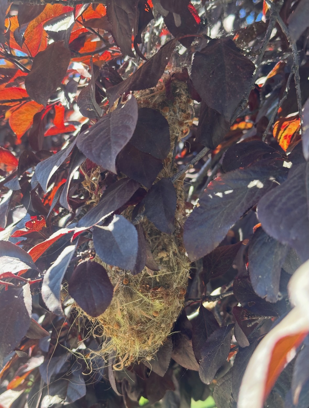 bushtit nest