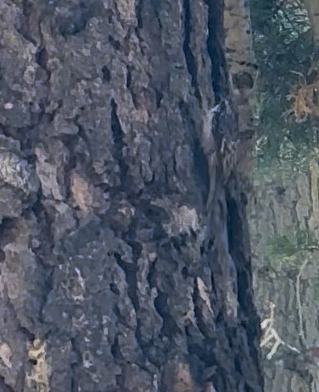brown creeper
