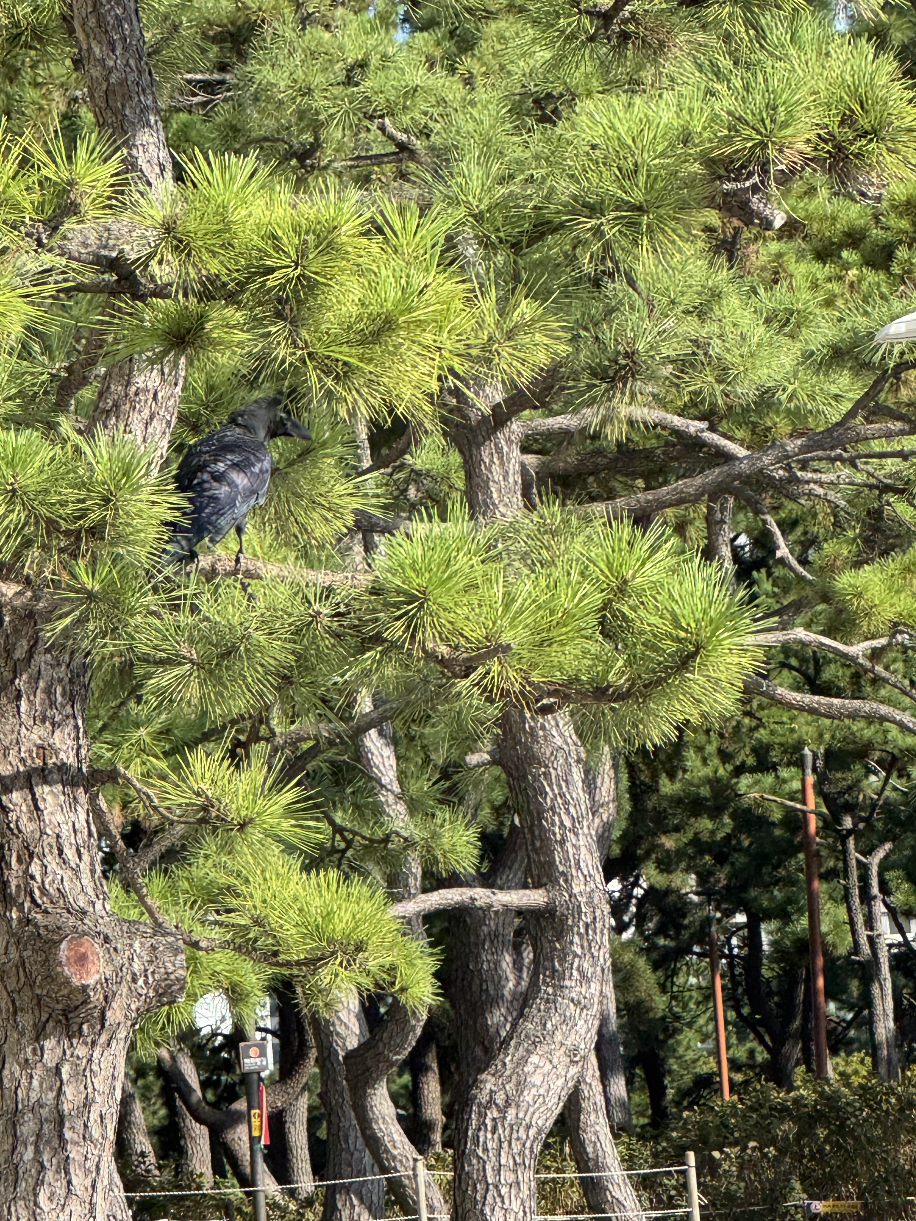 large billed crow