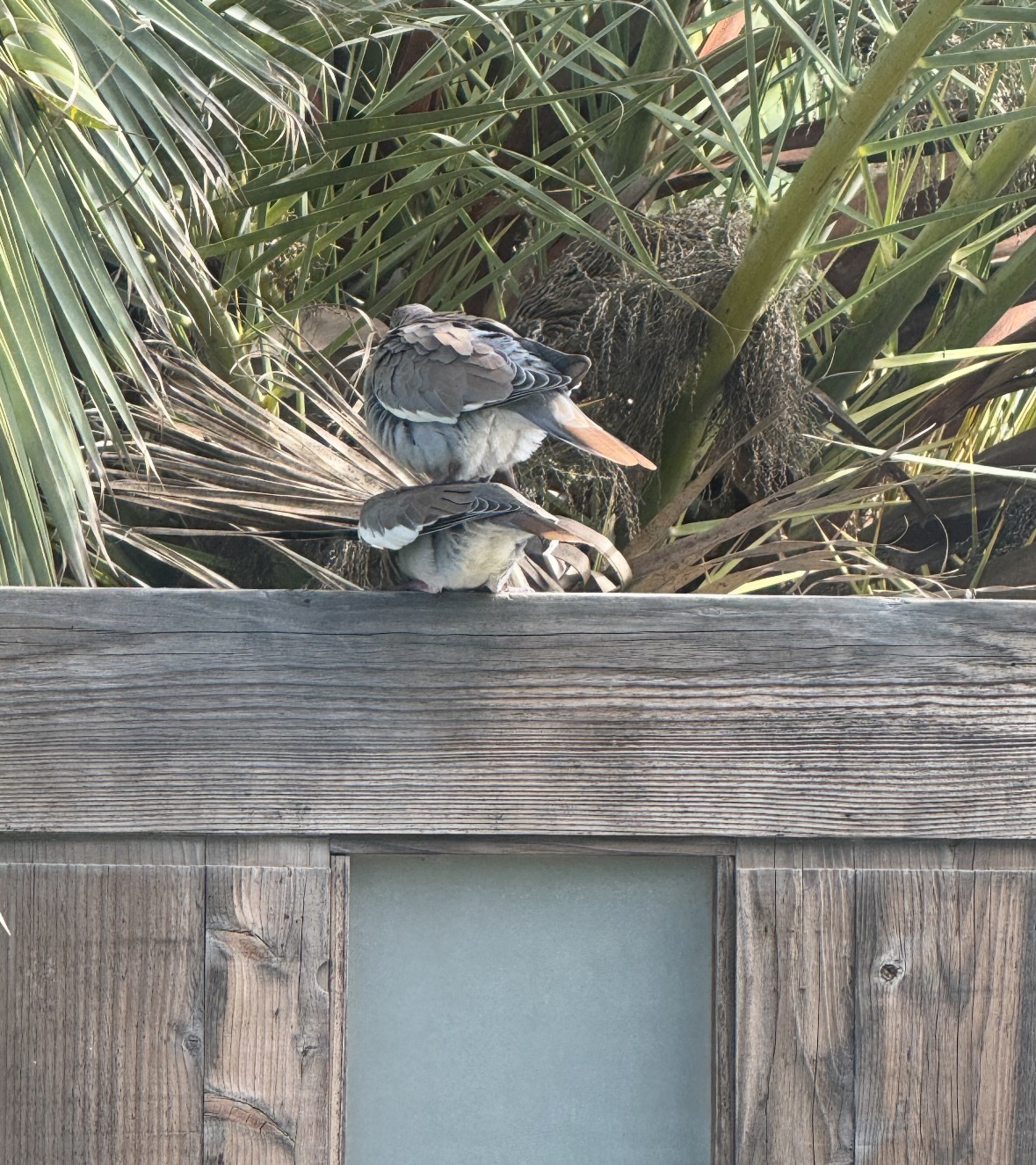 dove love