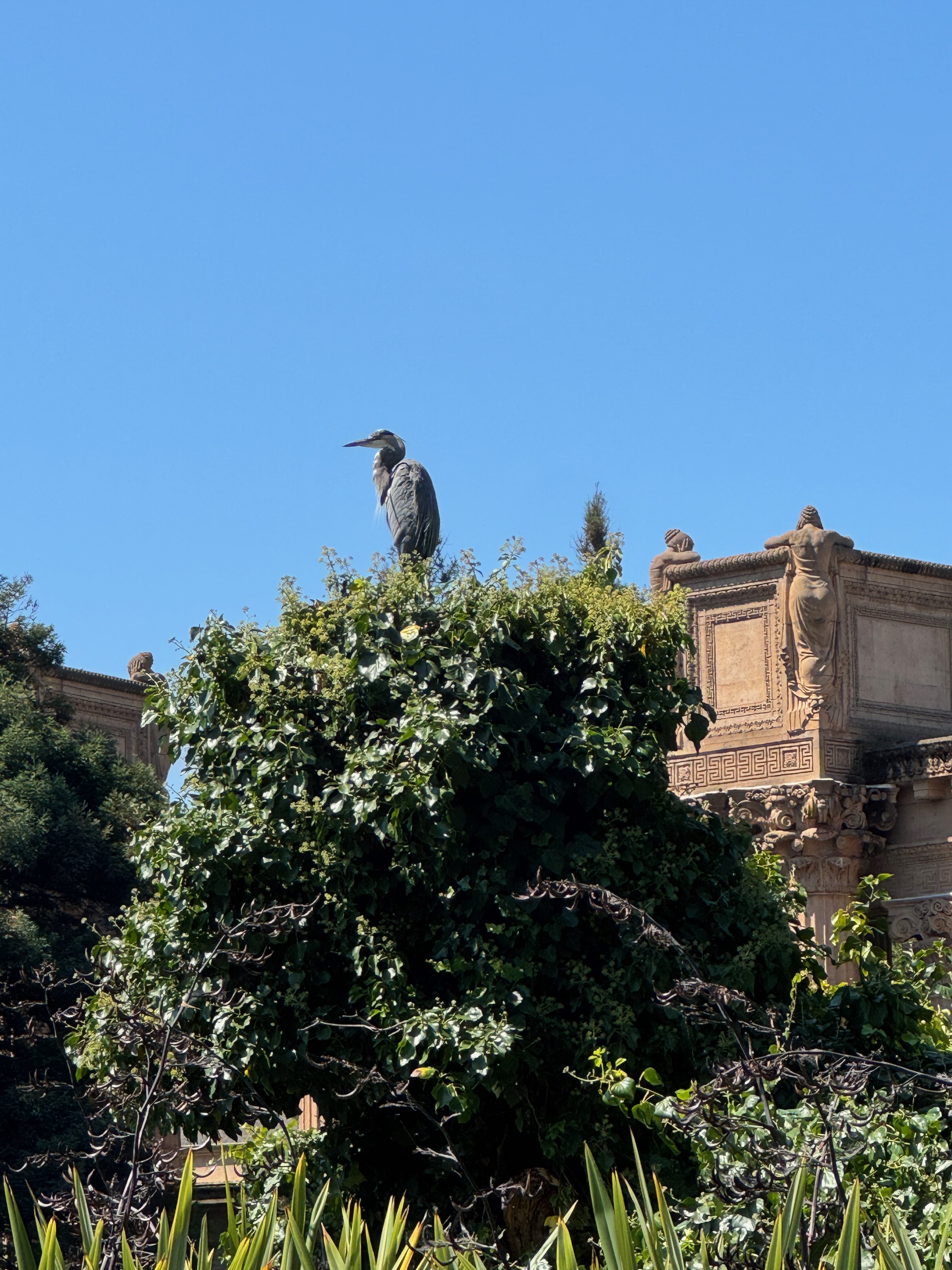great blue heron
