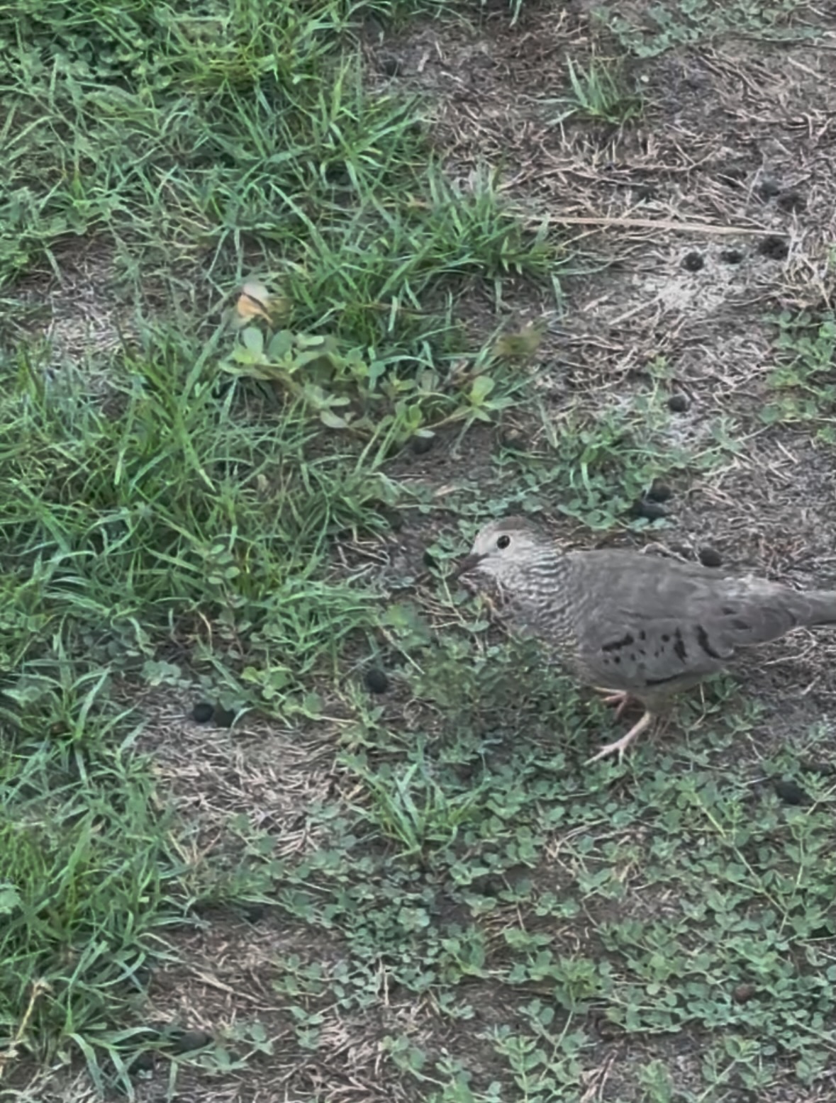 common ground dove