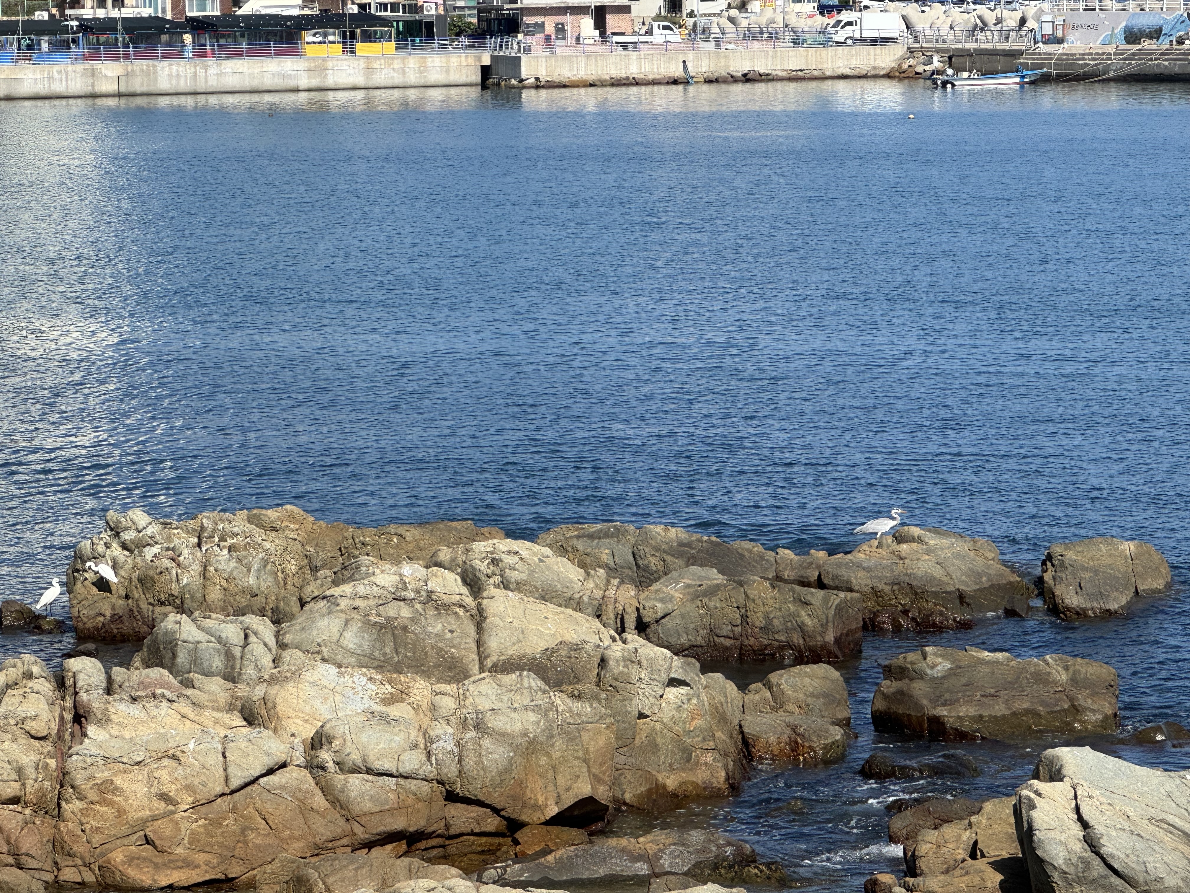 heron and egrets