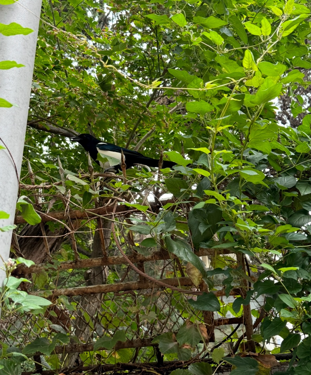 oriental magpie