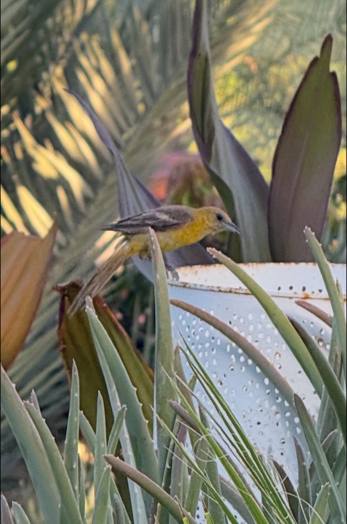oriole