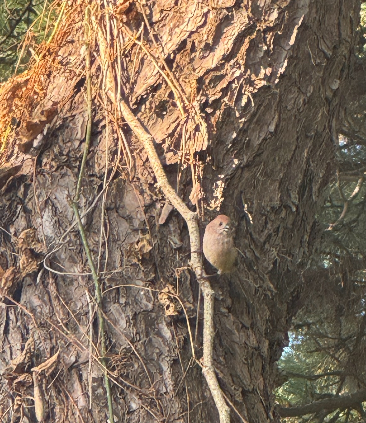 parrotbill