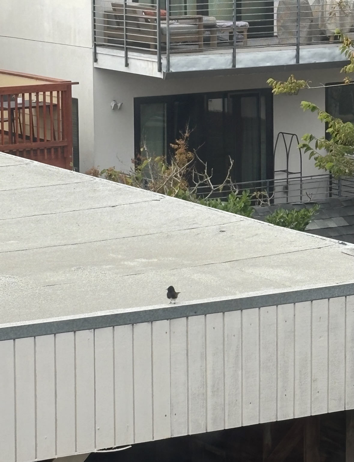 black phoebe