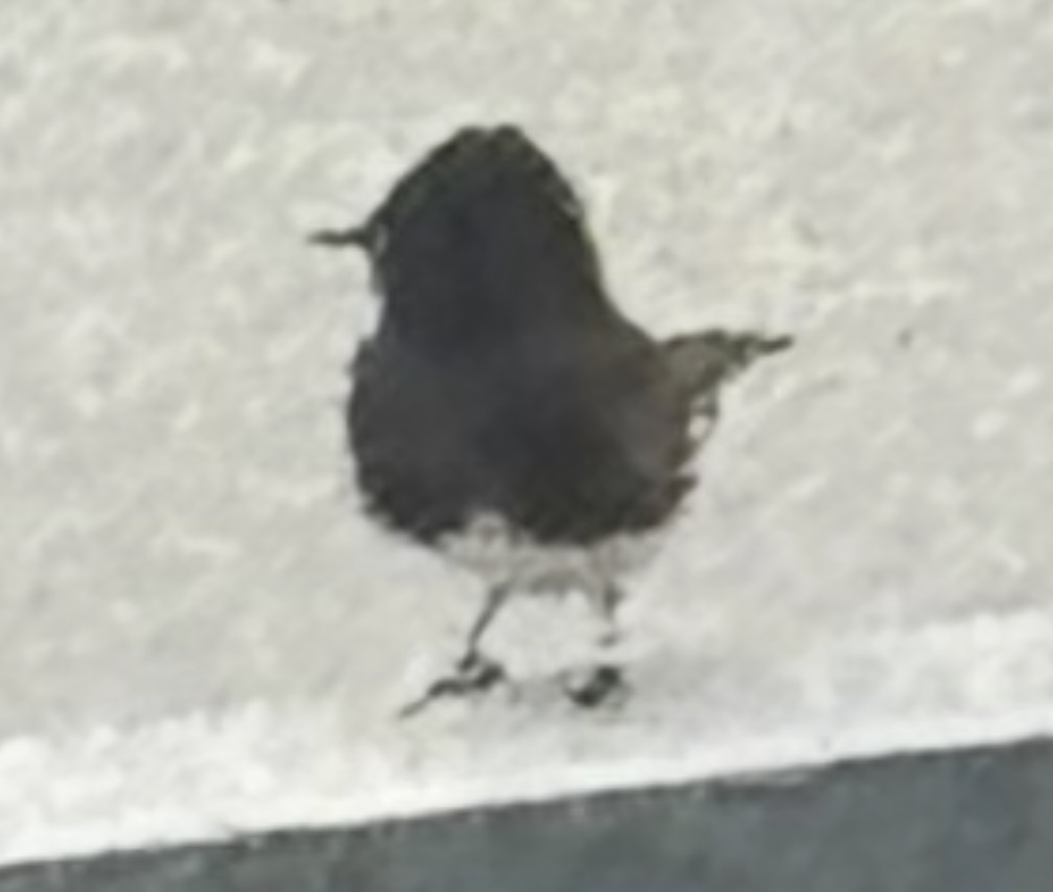 black phoebe
