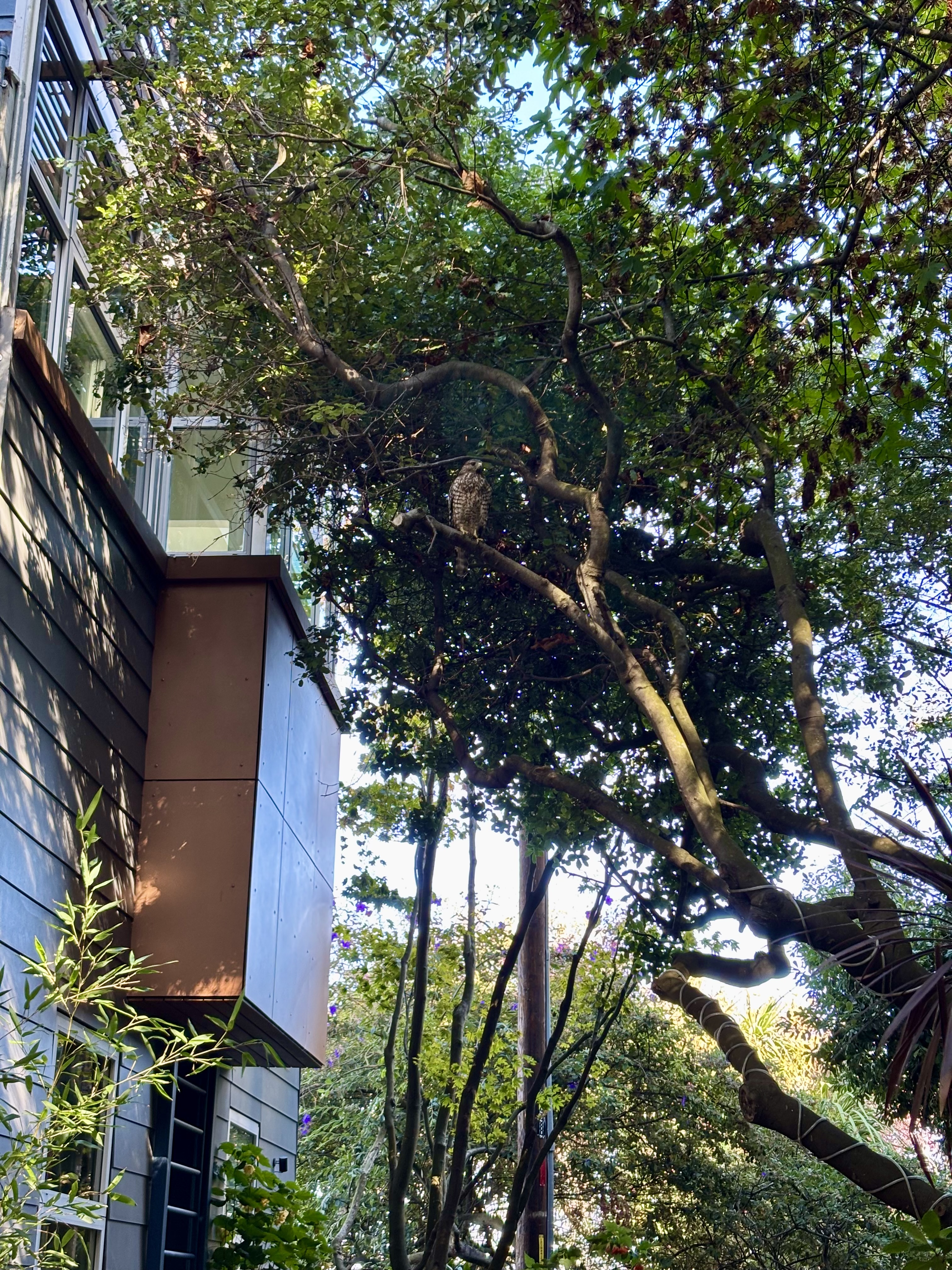 red shouldered hawk