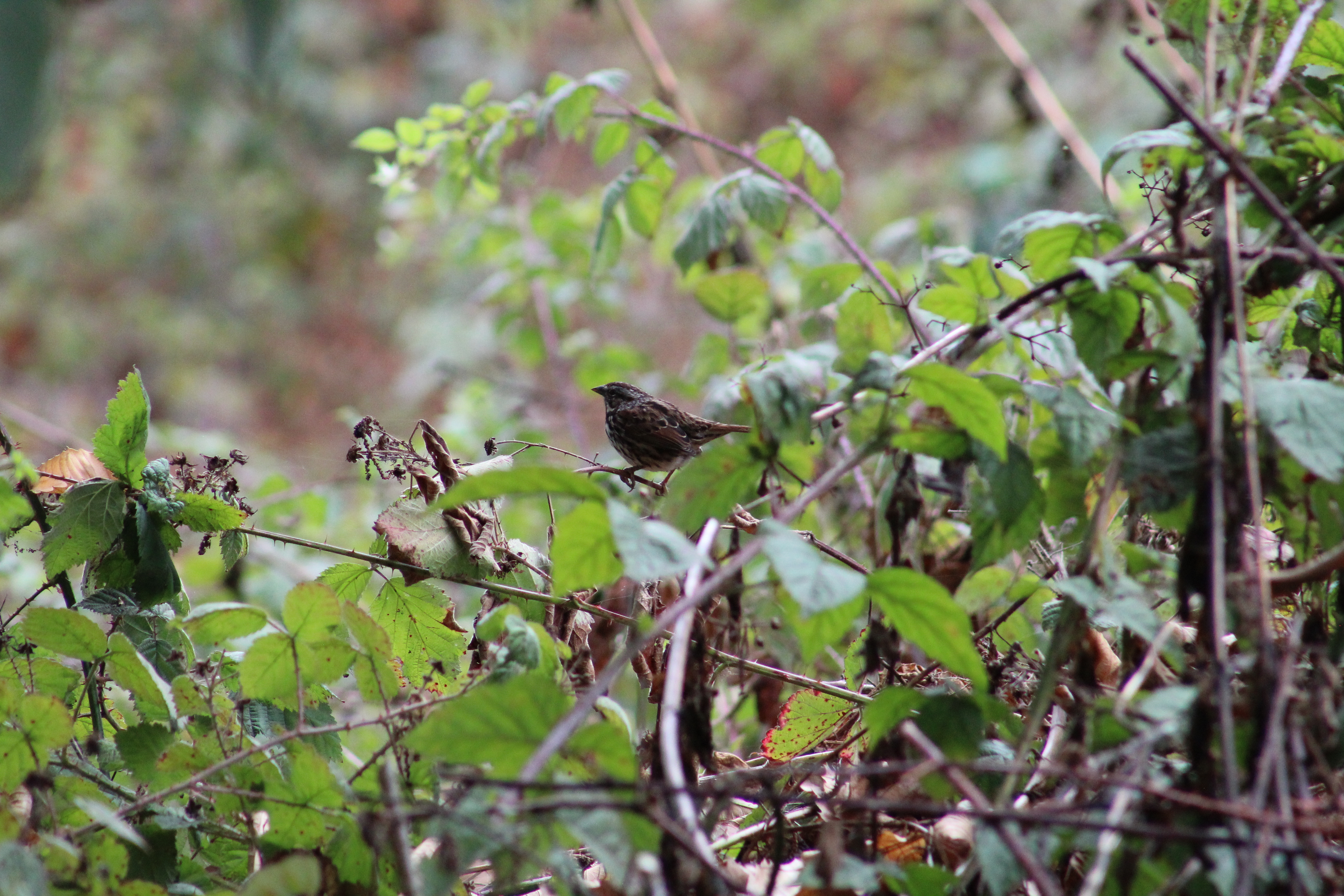 song sparrow