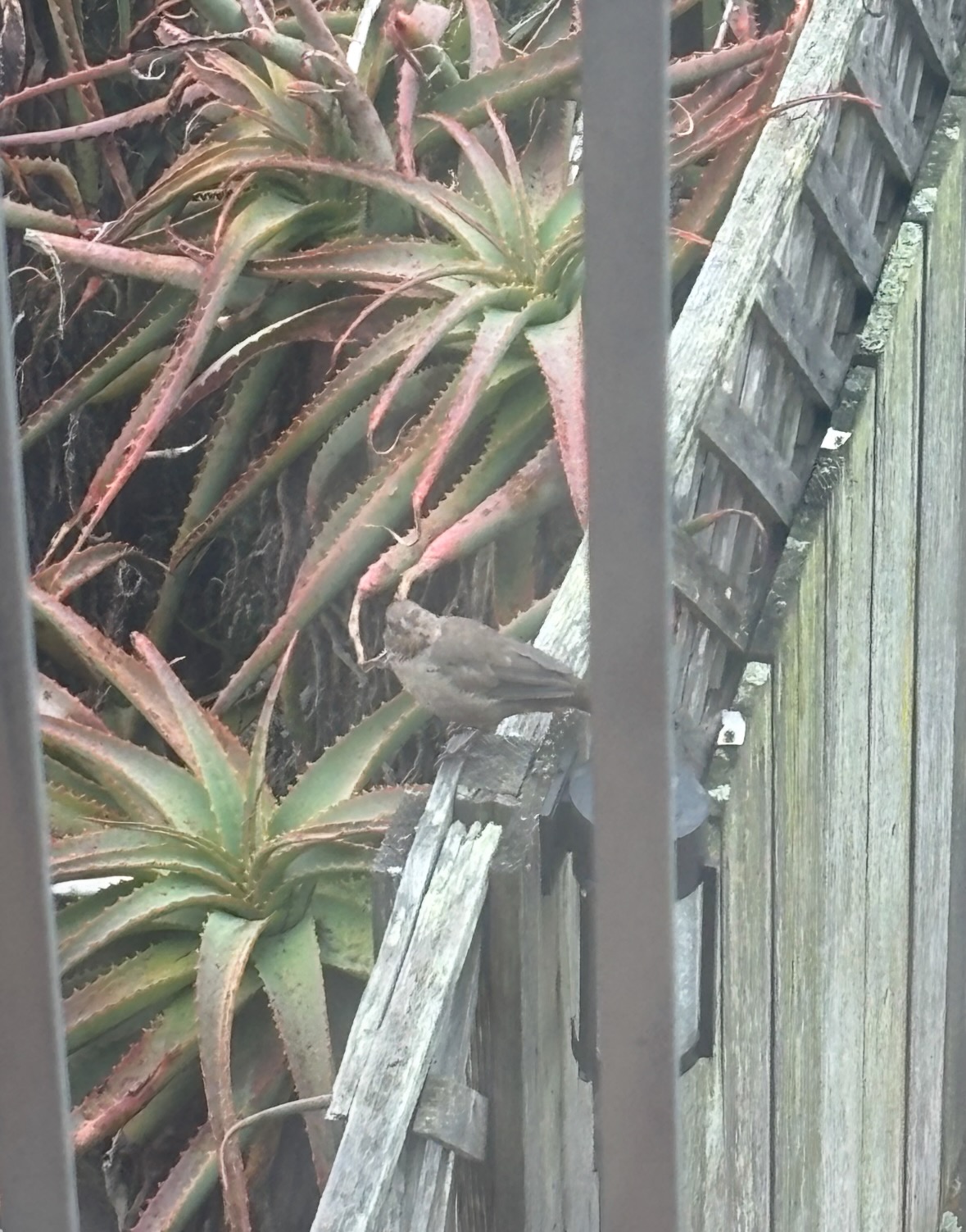 cali towhee