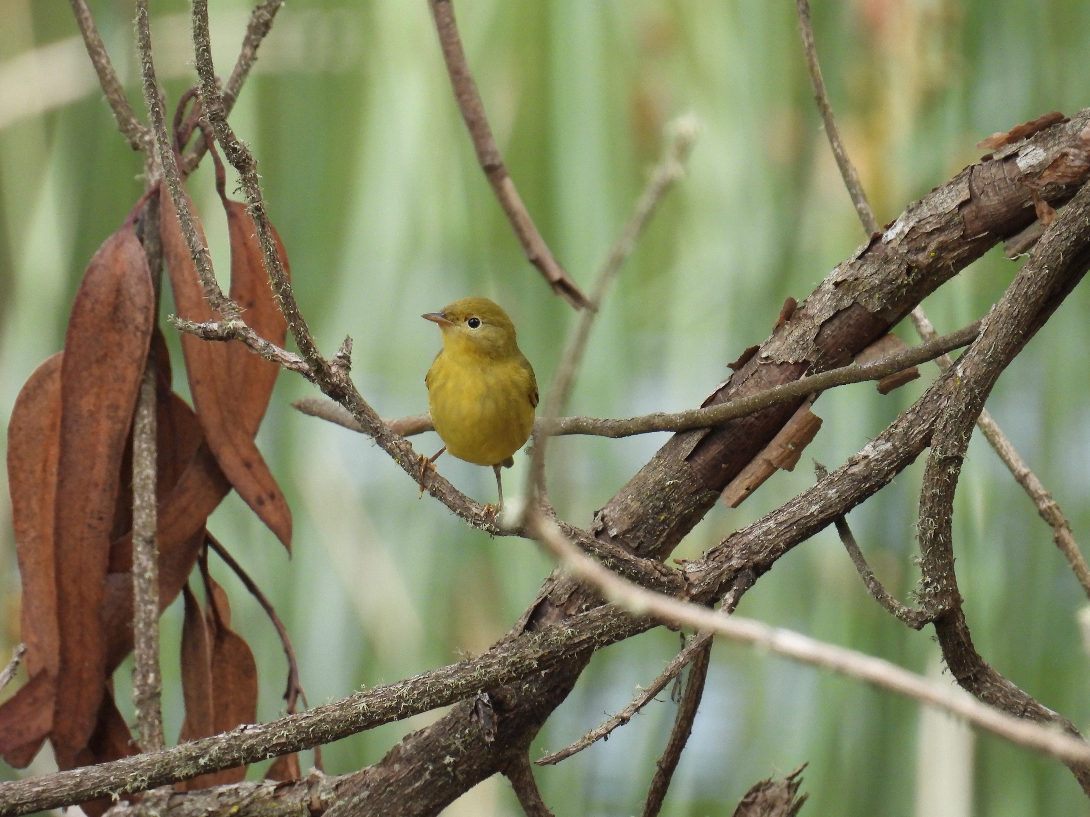 warbler