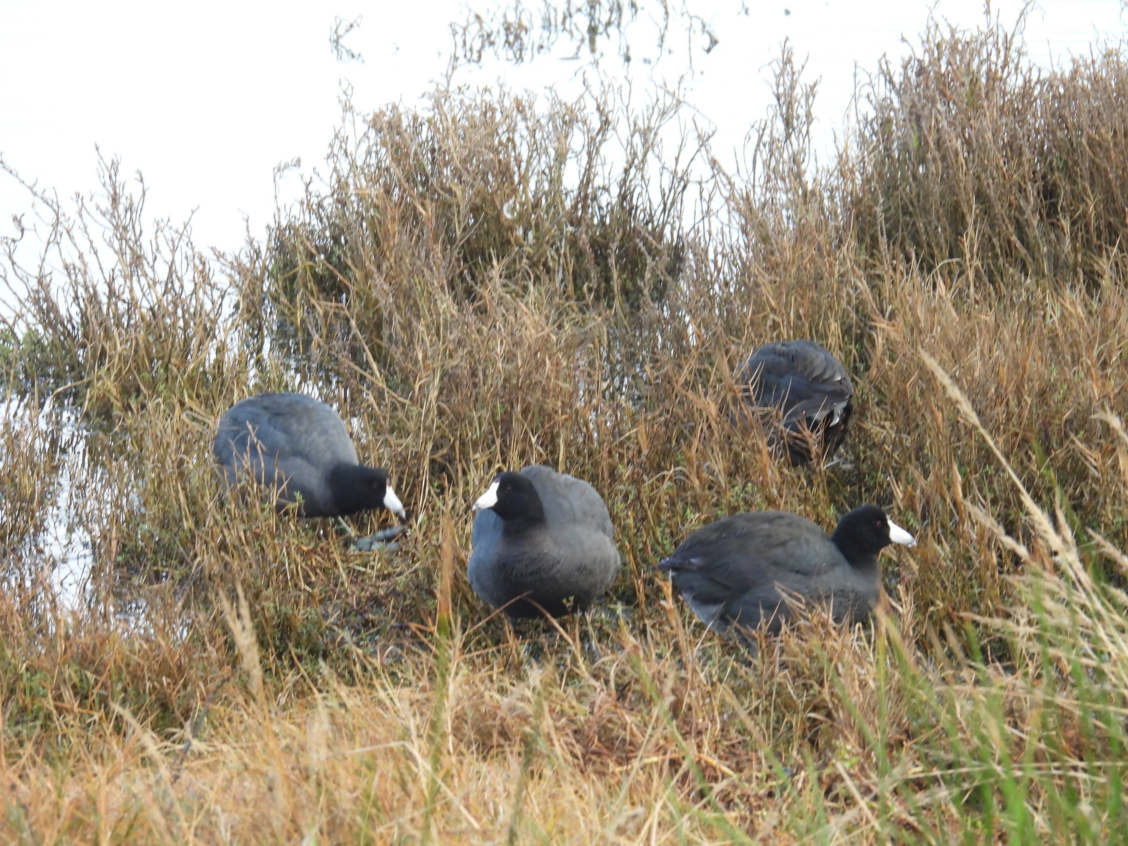 american coot