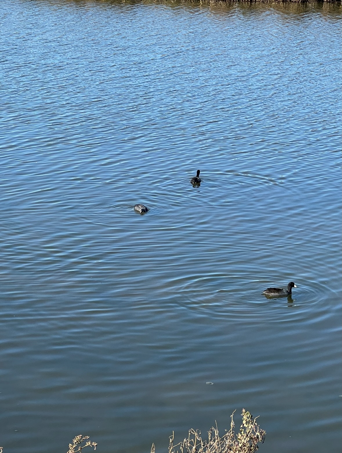 american coots