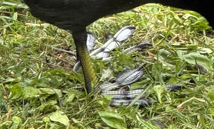 coot feet