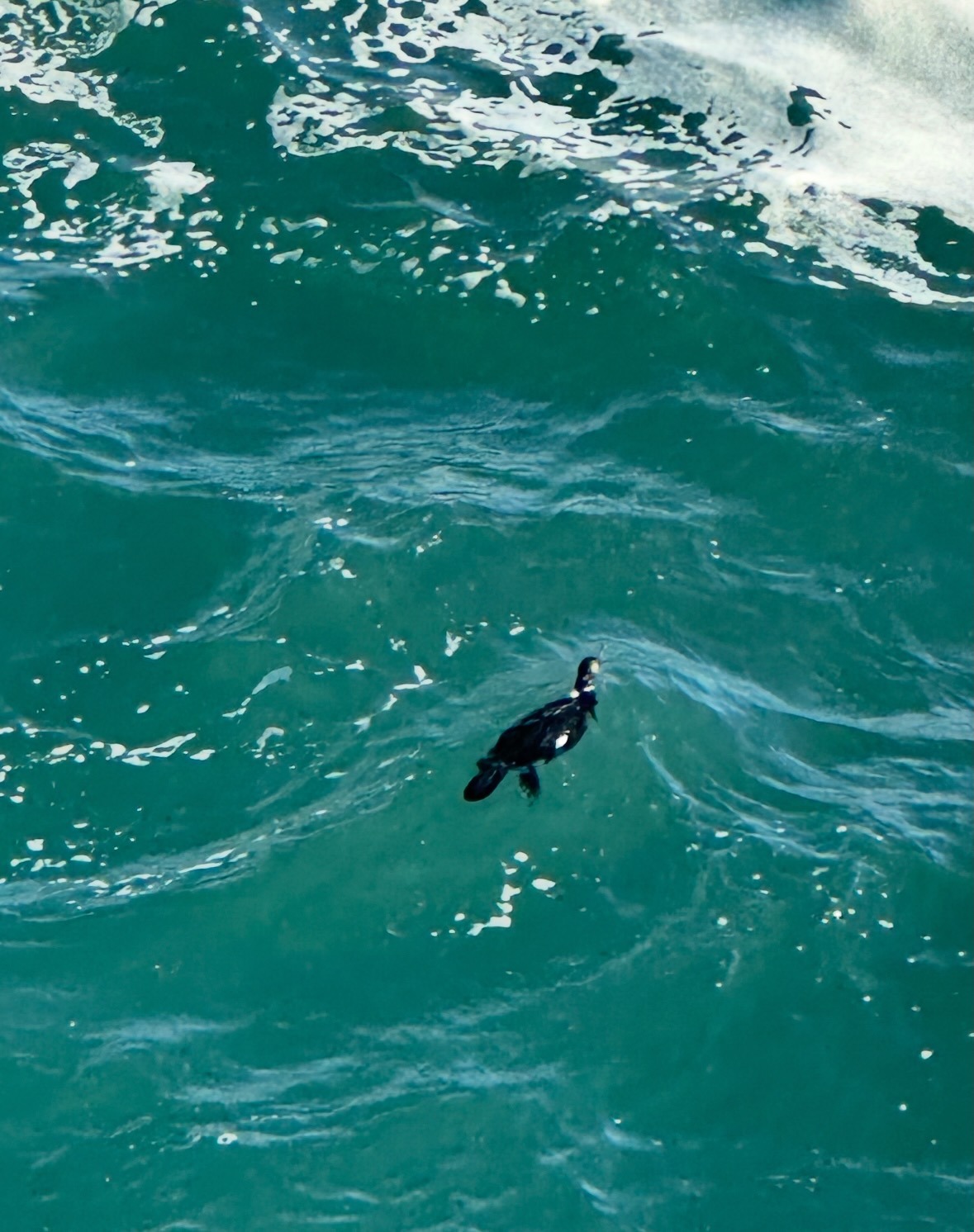 pelagic cormorant