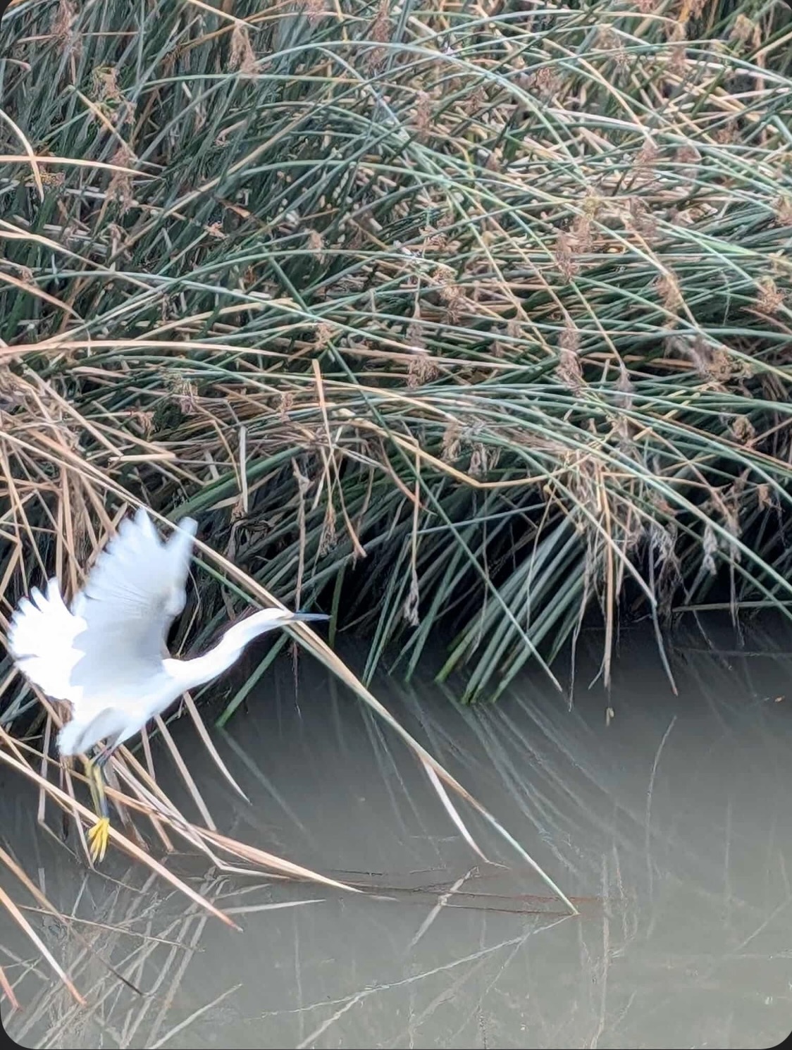 snowy egret