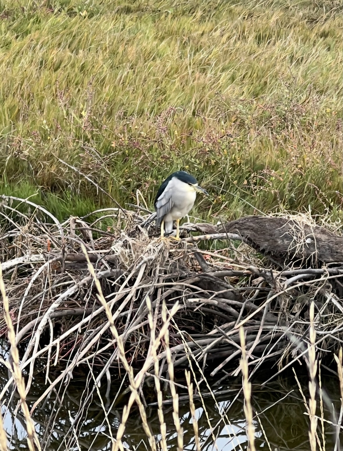 black-crowned night heron