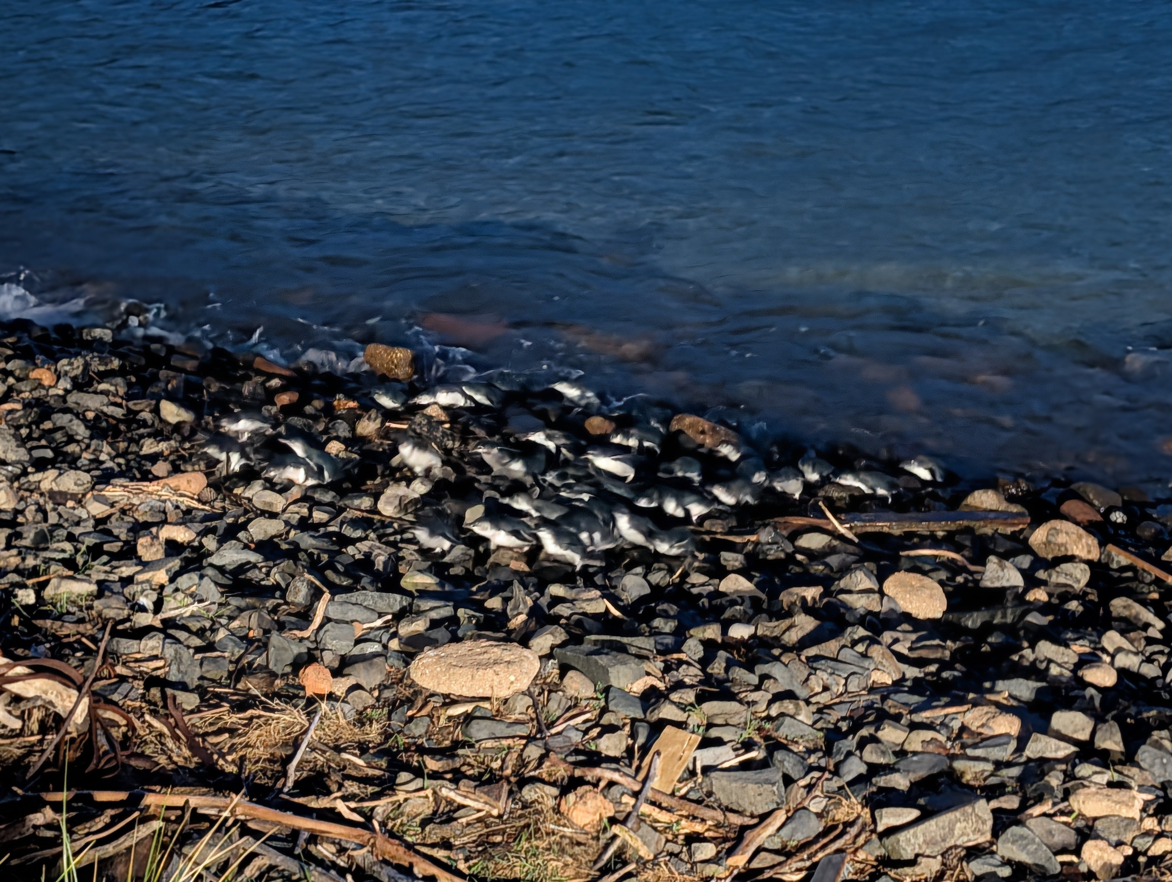 little blue penguins