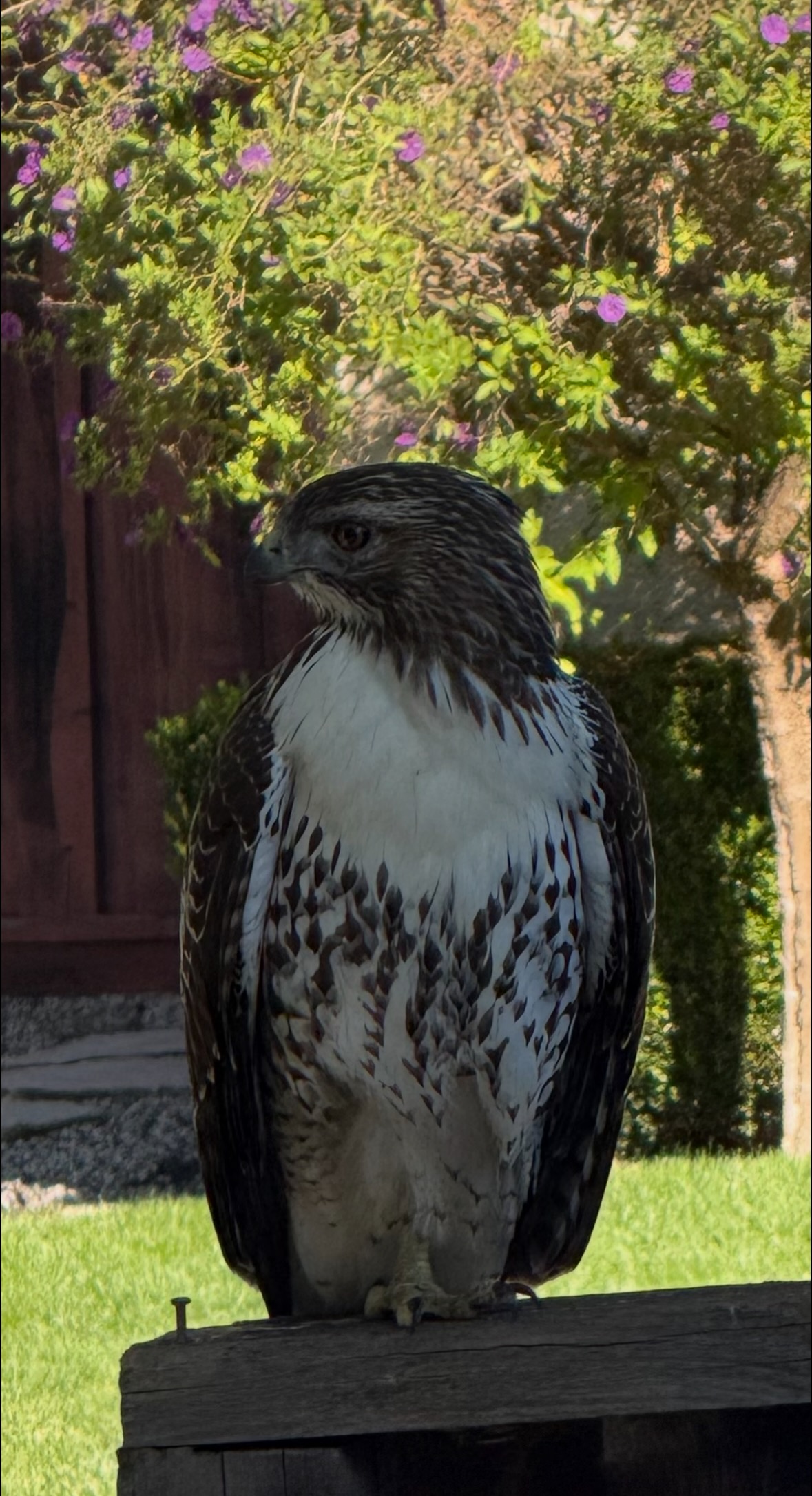 red-tailed hawk