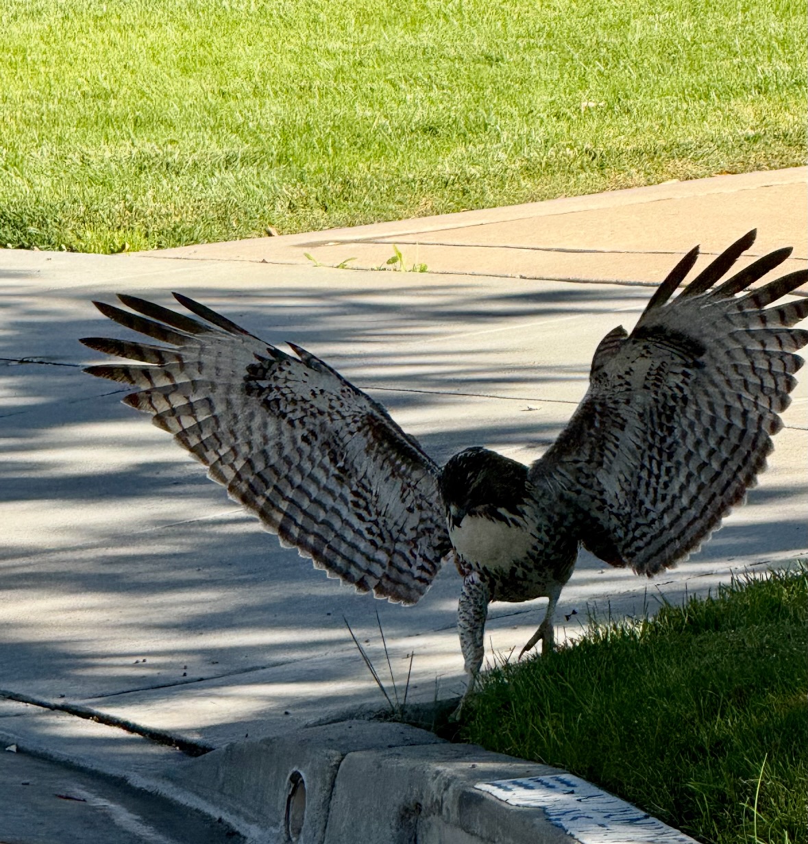 red-tailed hawk