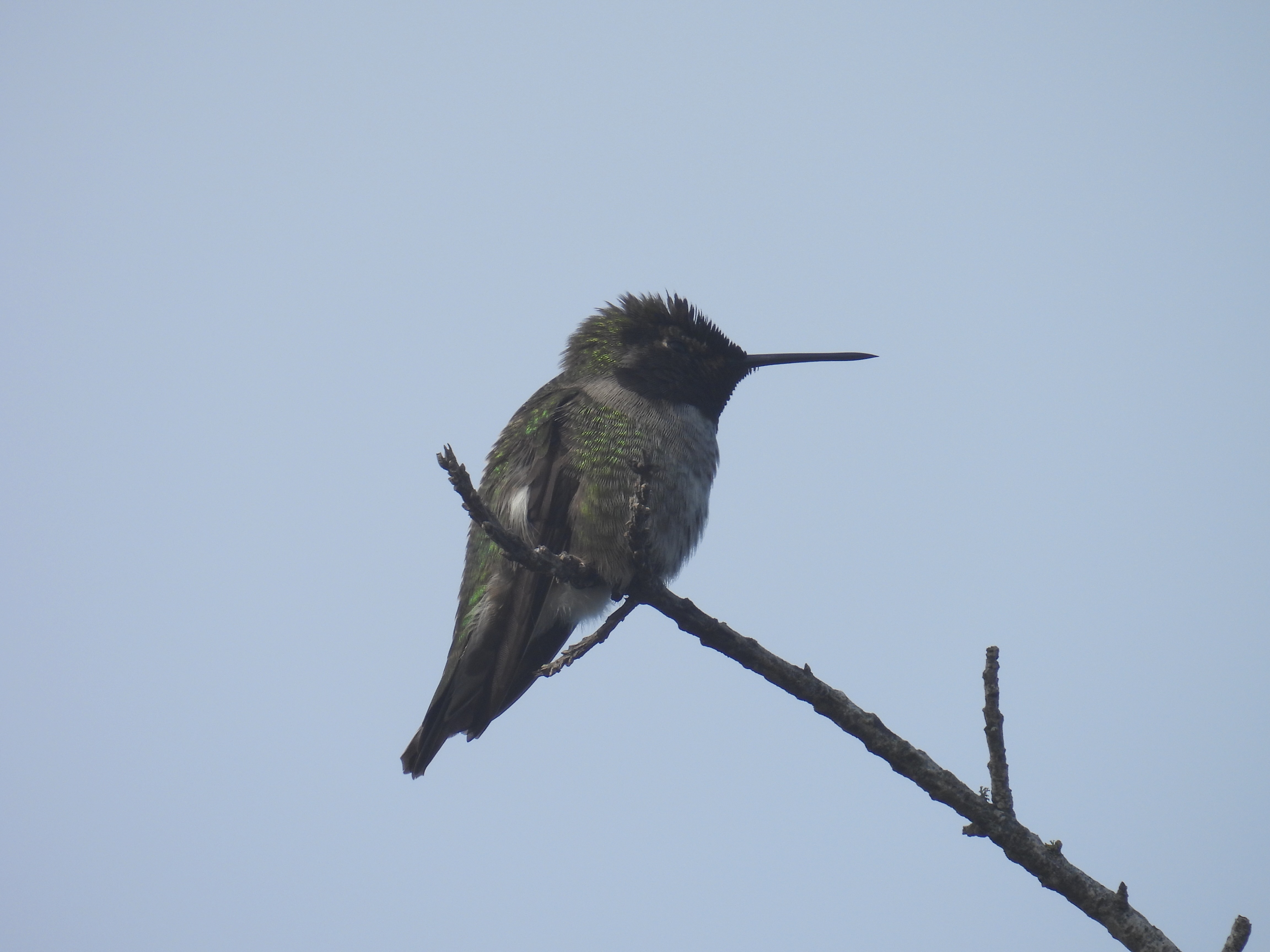 anna's hummingbird