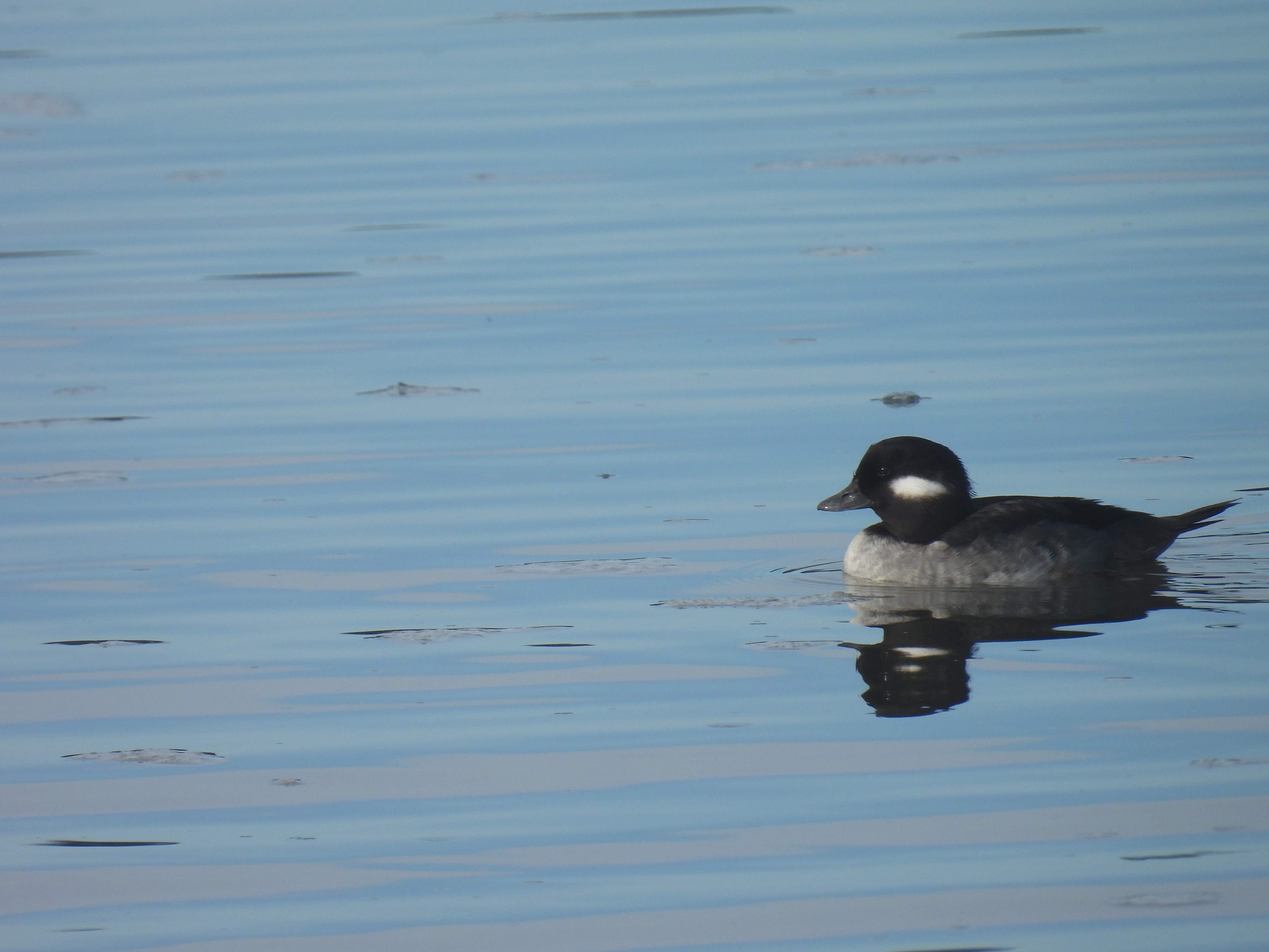 female bufflehead