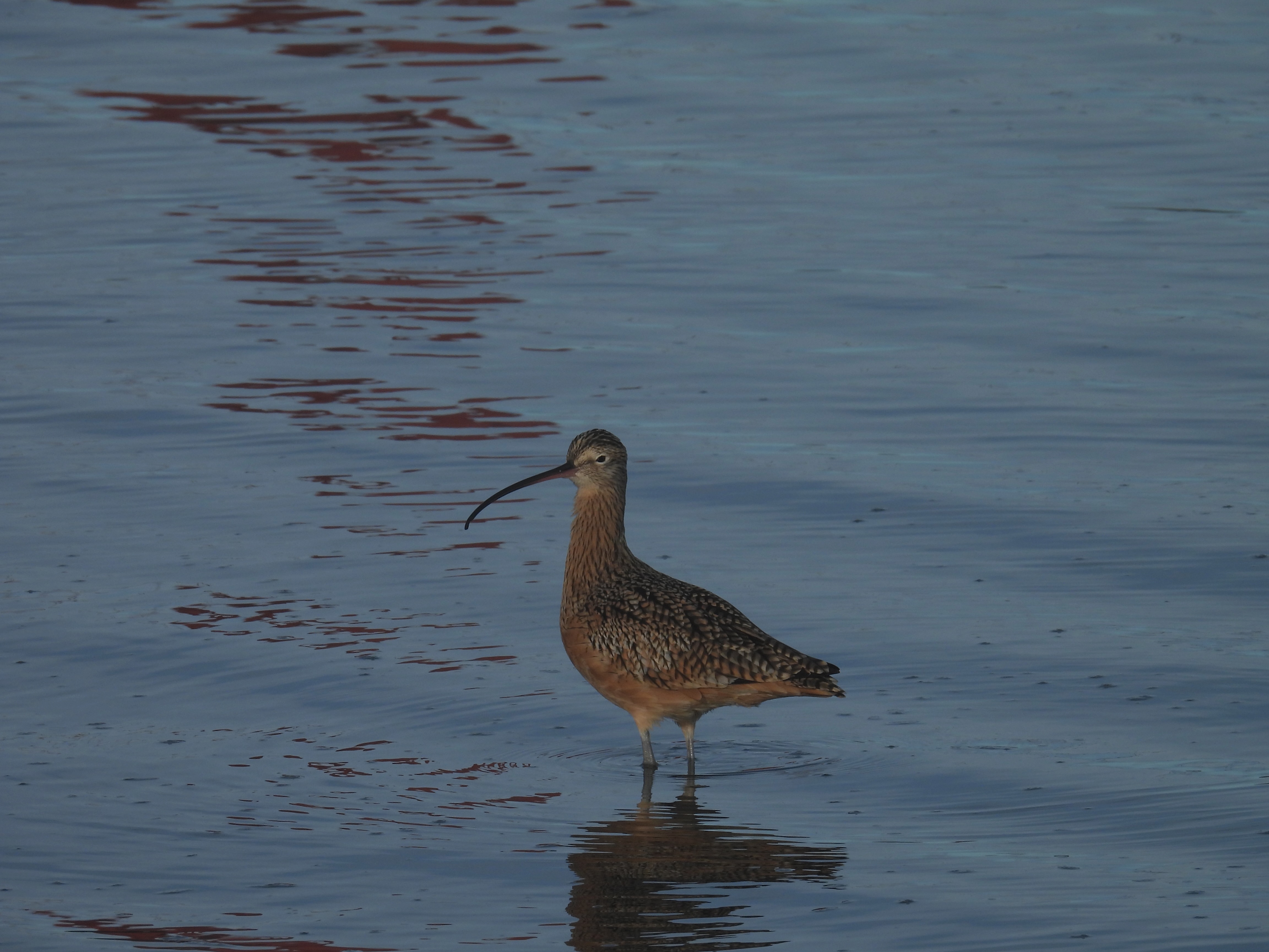 long-billed curlew