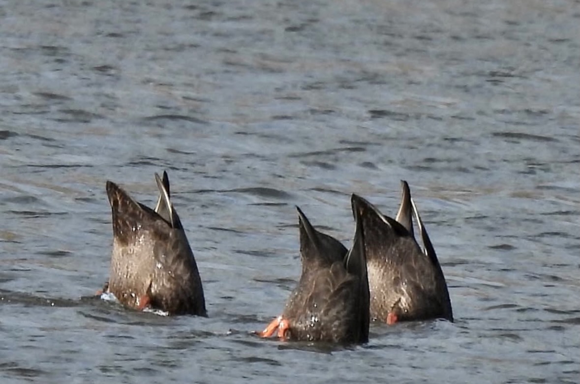 dabbling ducks