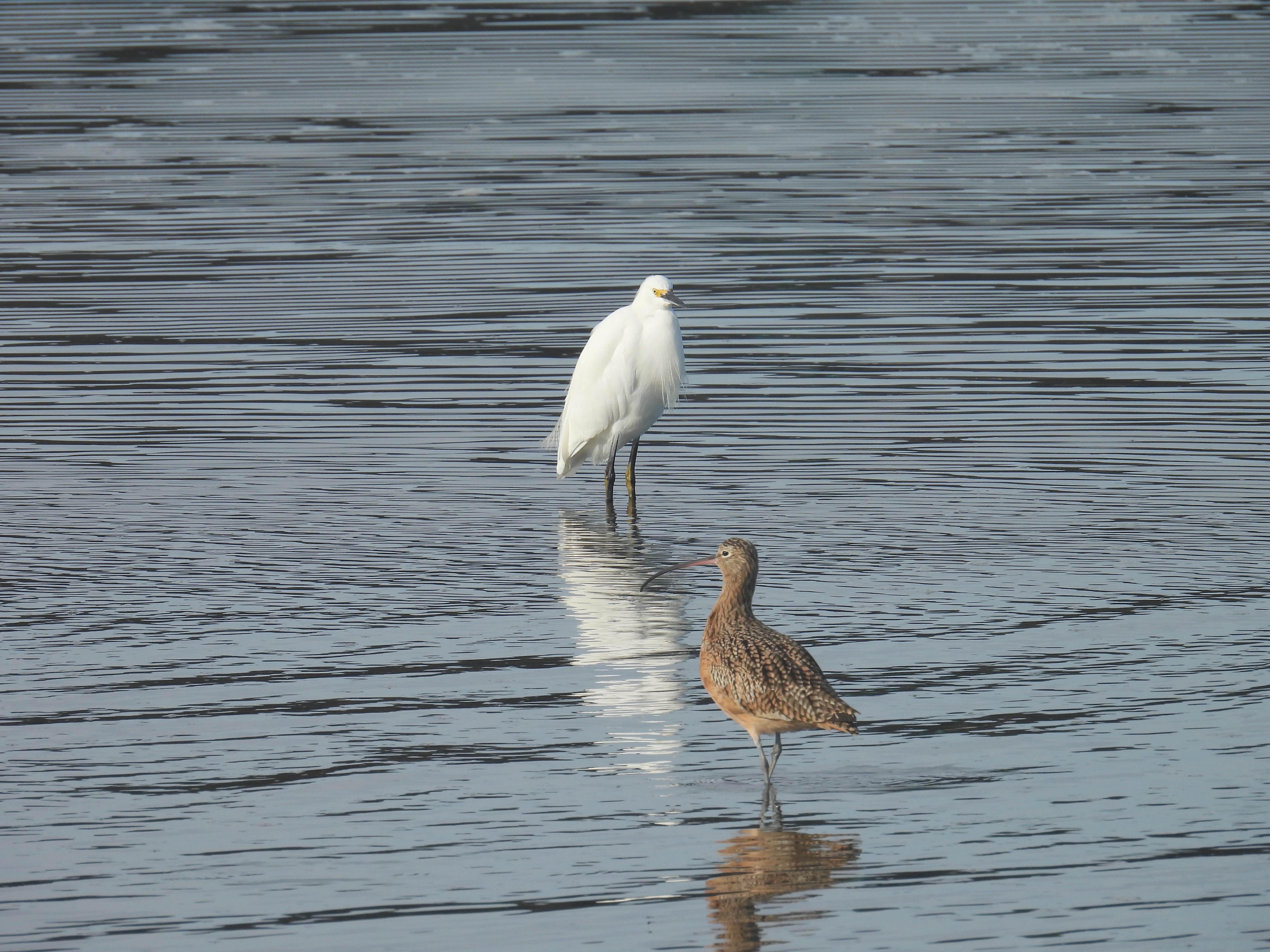 snowy egret and long-billed curlew