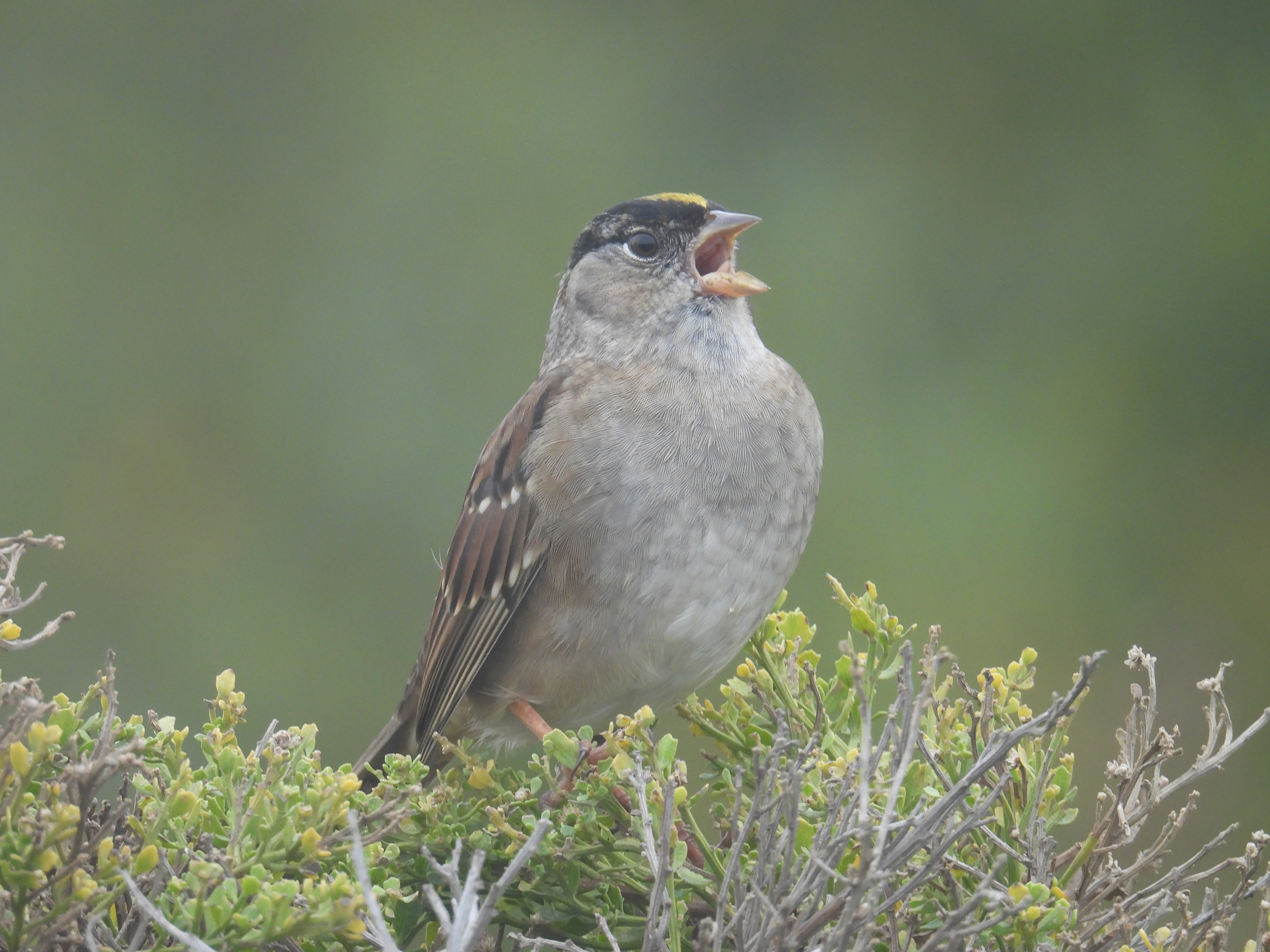 golden-crowned sparrow