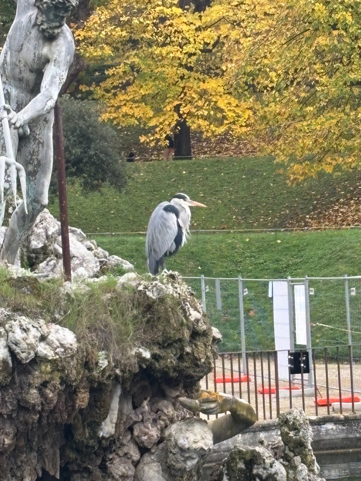 grey heron