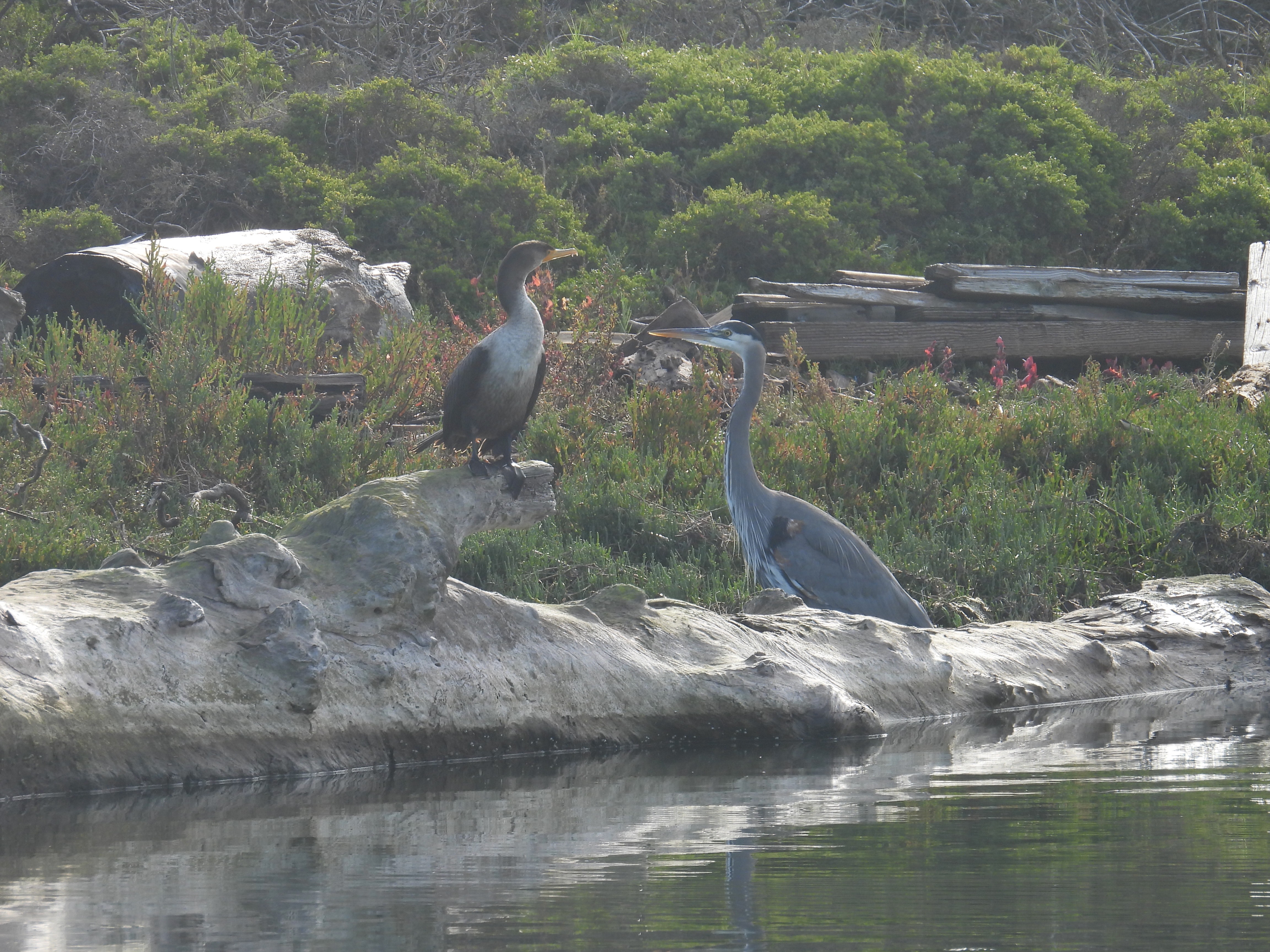 great blue heron and dc cormorant