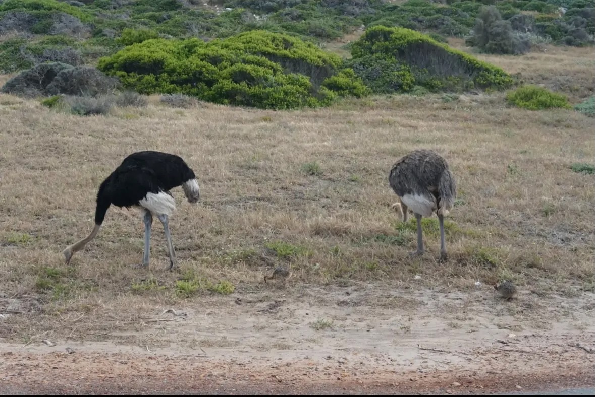 ostrich