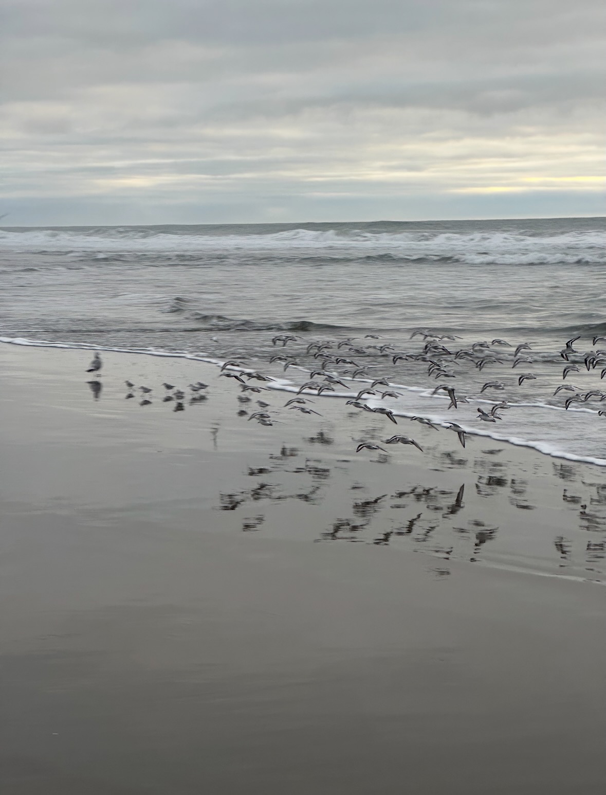 sanderlings