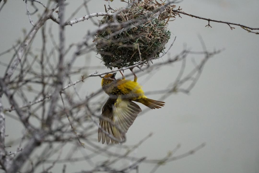 yellow weaver
