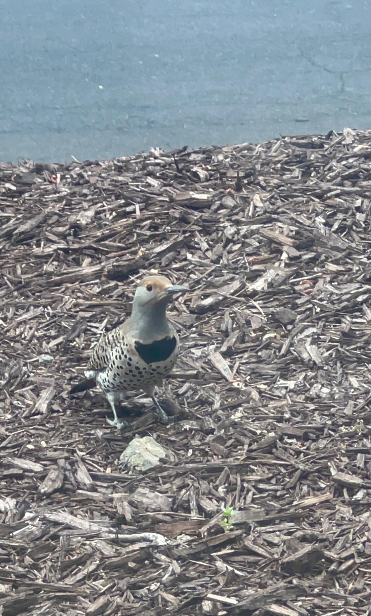 northern flicker