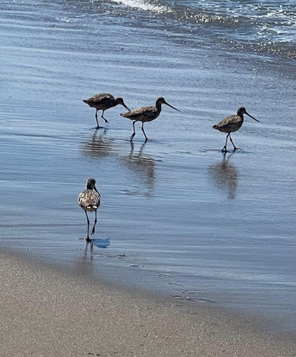 godwit